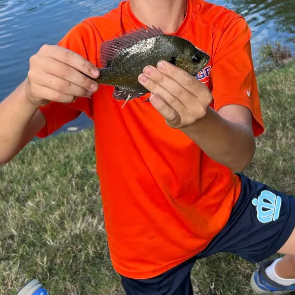 Bluegill caught on Fishbrain
