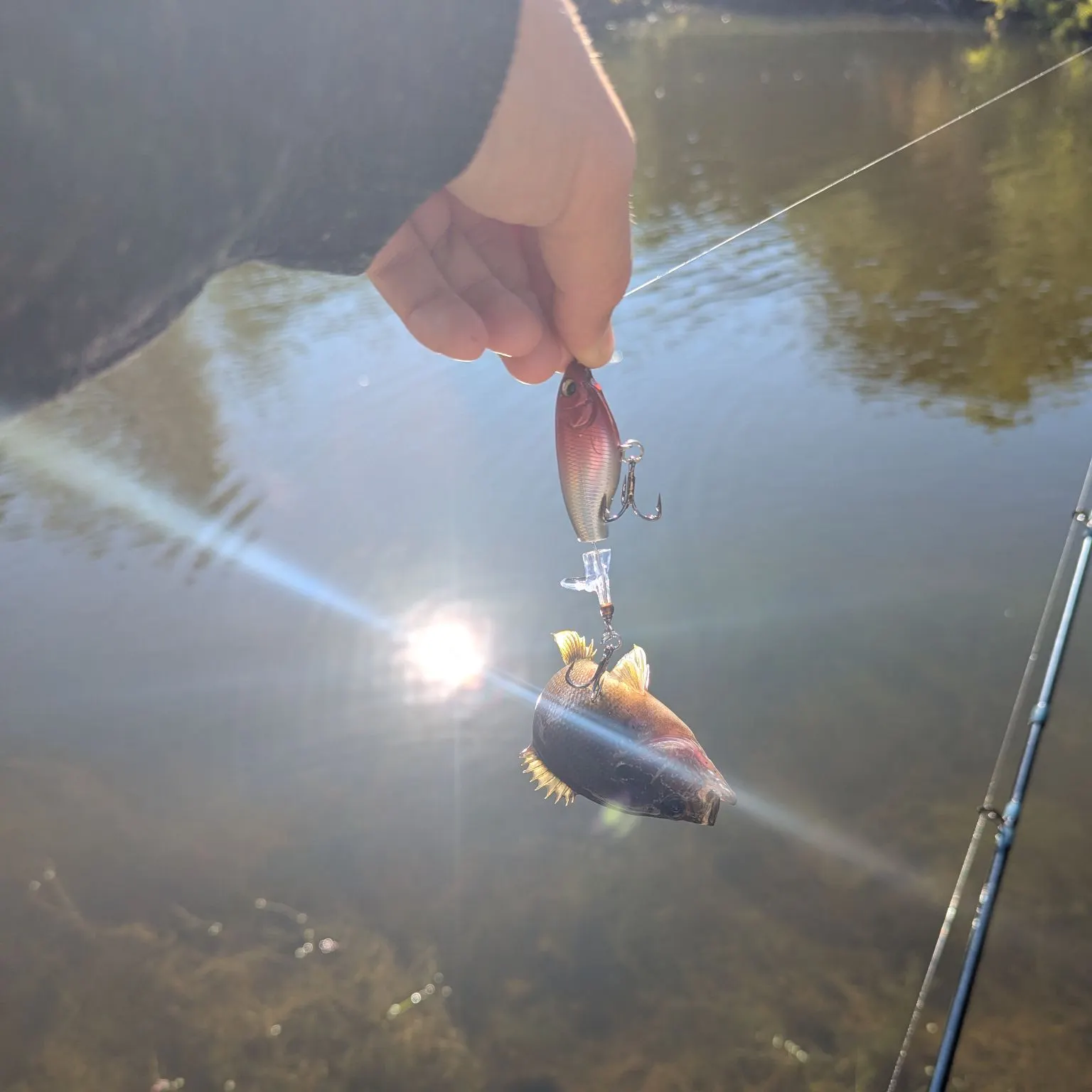 Green sunfish caught on Fishbrain
