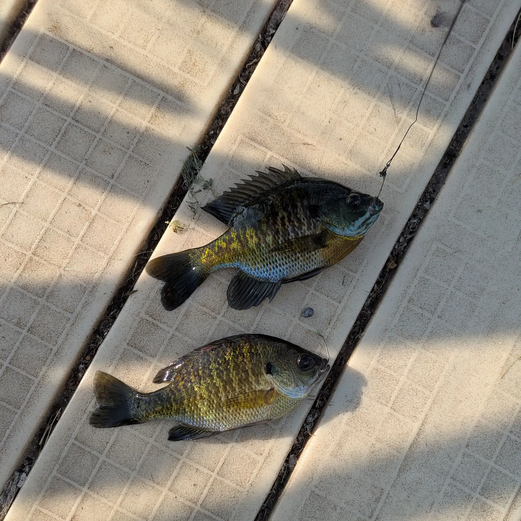 Greengill hybrid caught on Fishbrain