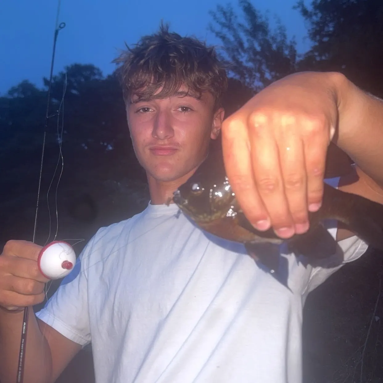 Bluegill caught on Fishbrain