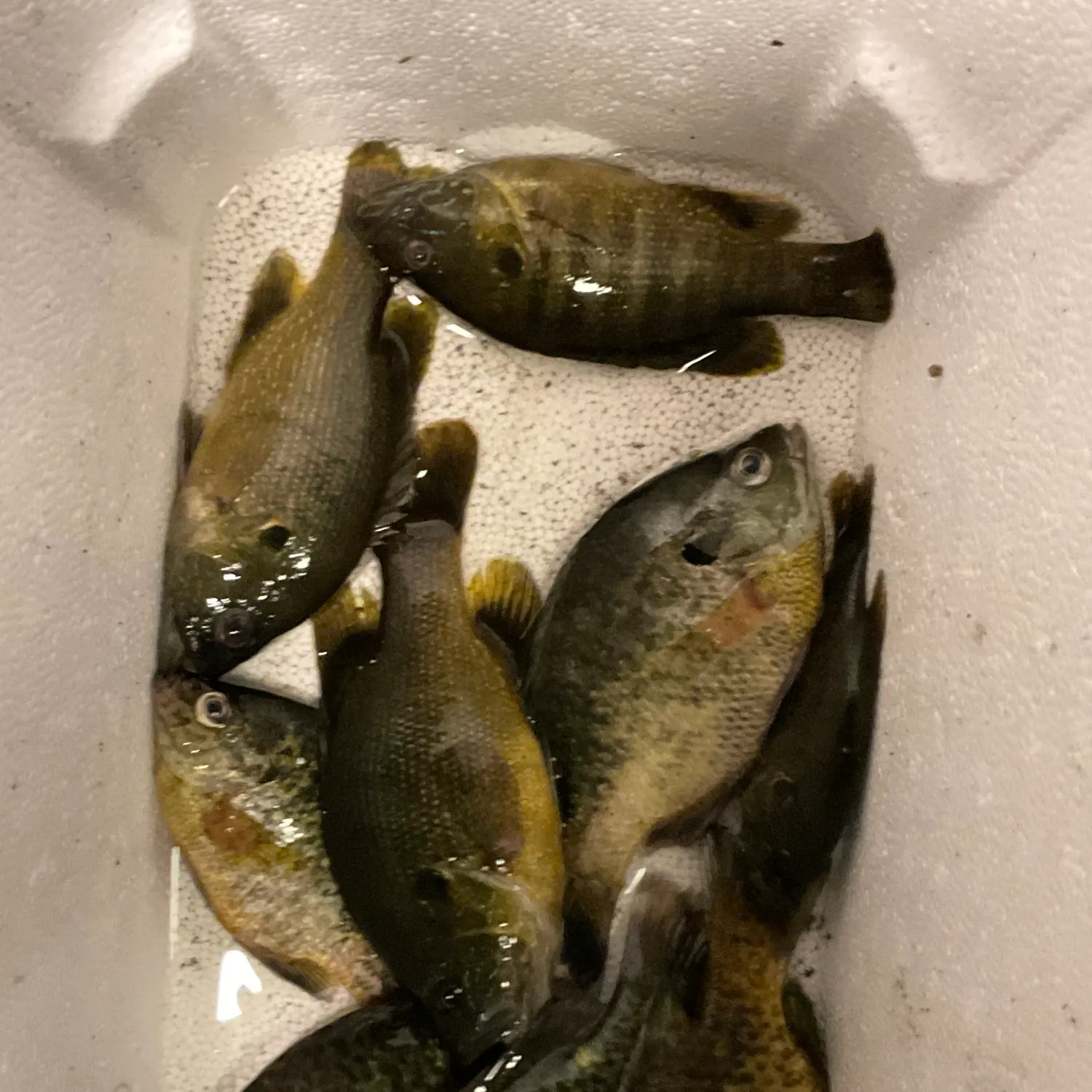 Green sunfish caught on Fishbrain
