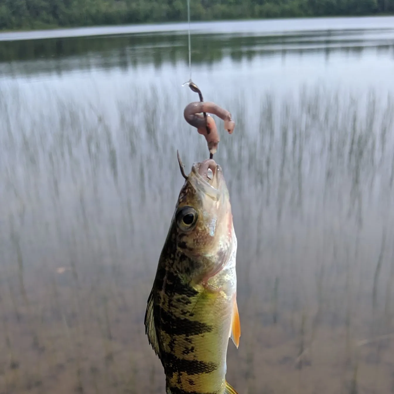 Yellow perch caught on Fishbrain