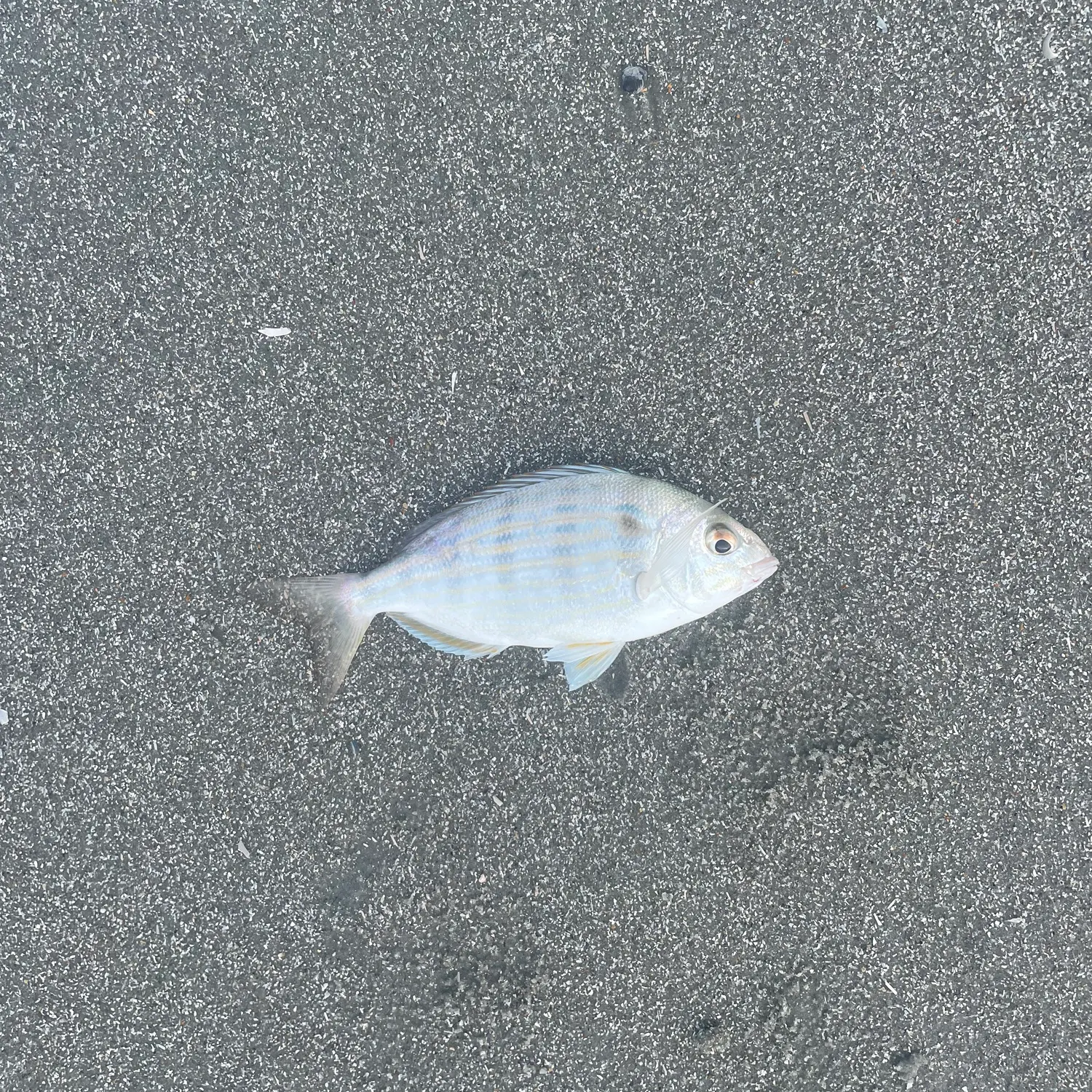 Pinfish caught on Fishbrain