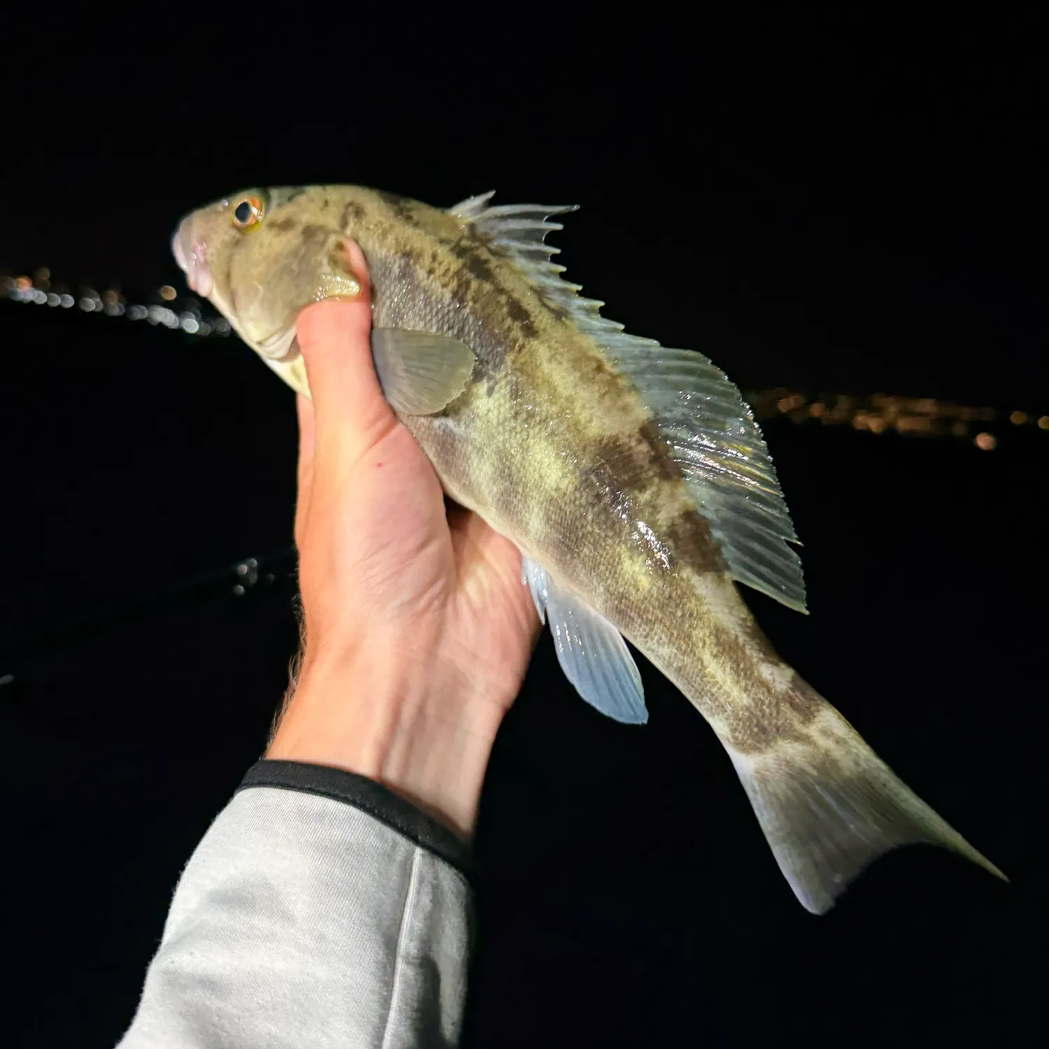 Barred sand bass caught on Fishbrain