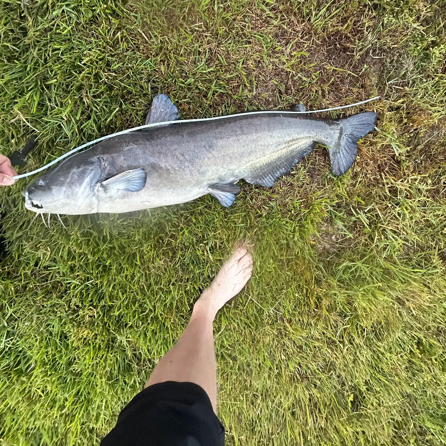 Blue catfish caught on Fishbrain