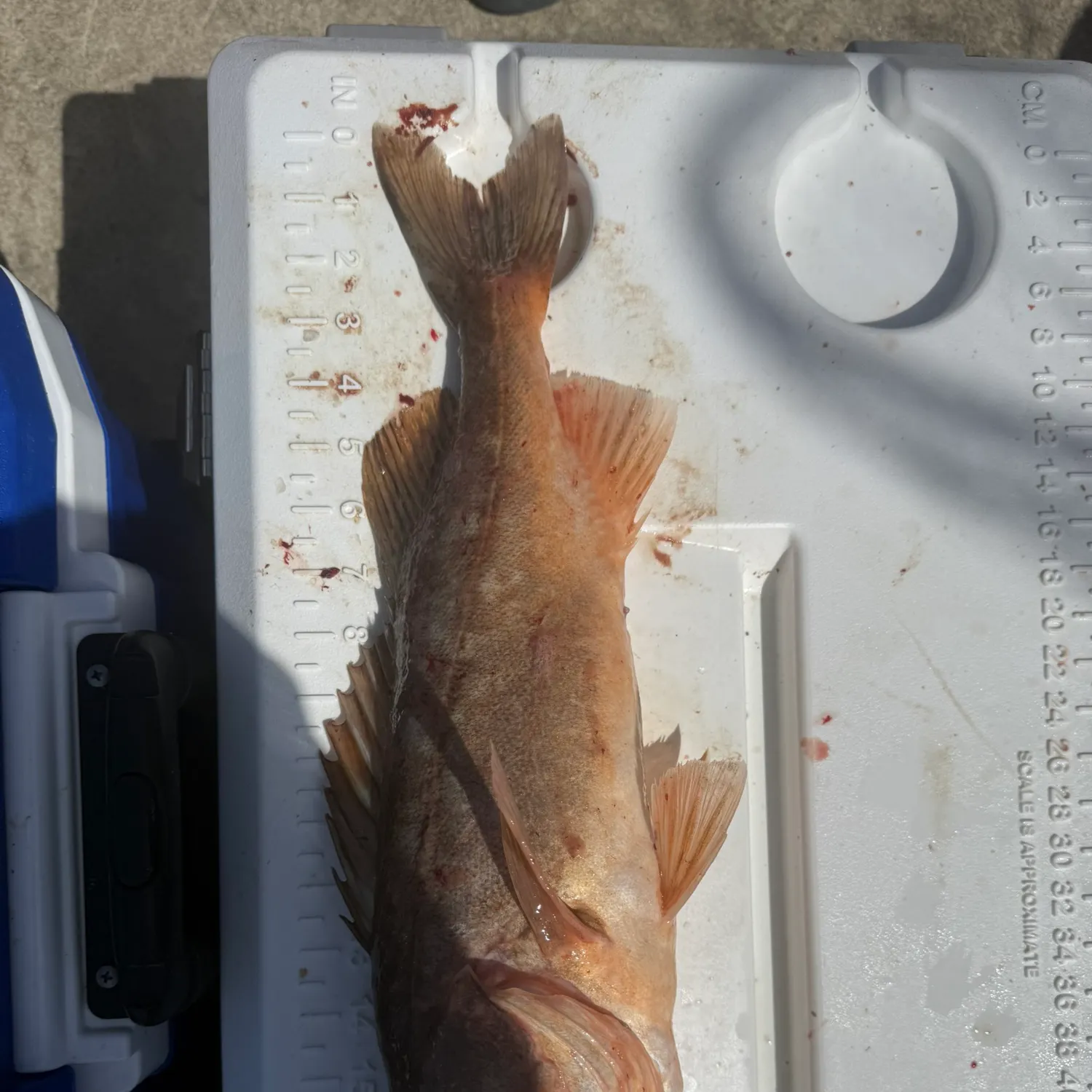 The most recent Bocaccio rockfish catches on Fishbrain