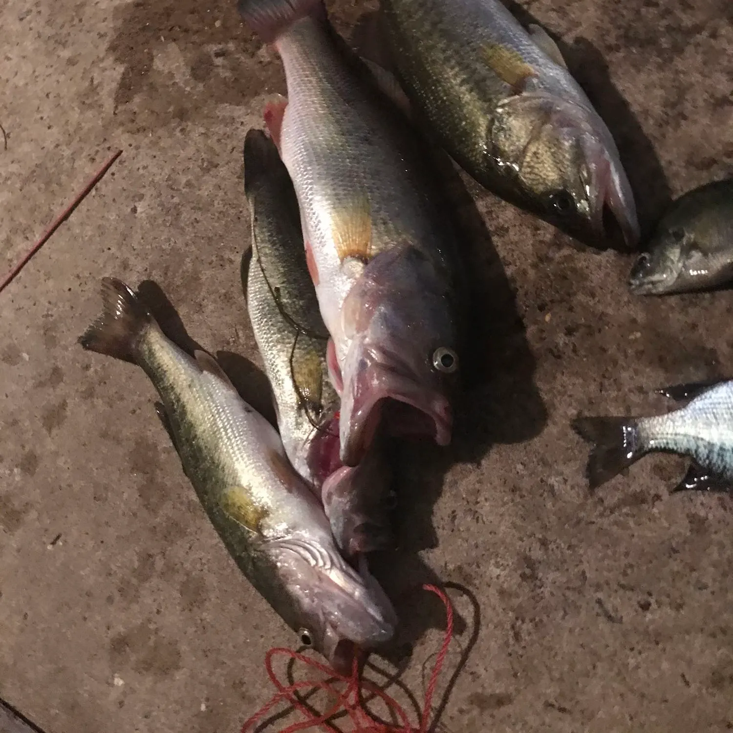 recently logged catches