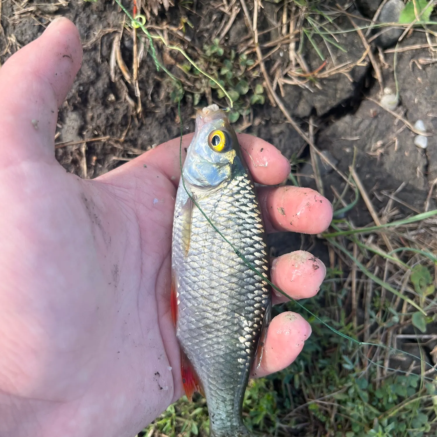 Common roach caught on Fishbrain