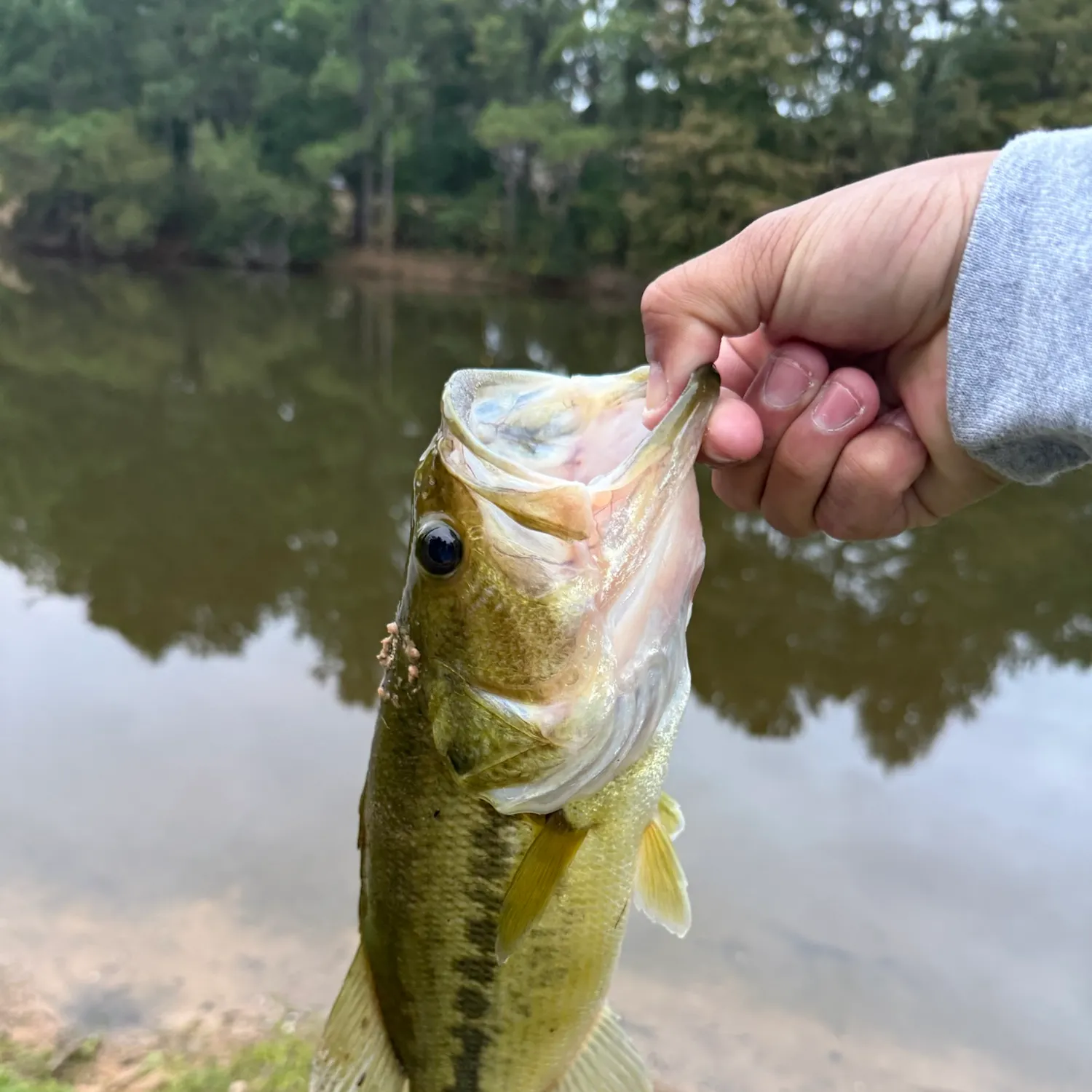 Fish caught on Fishbrain