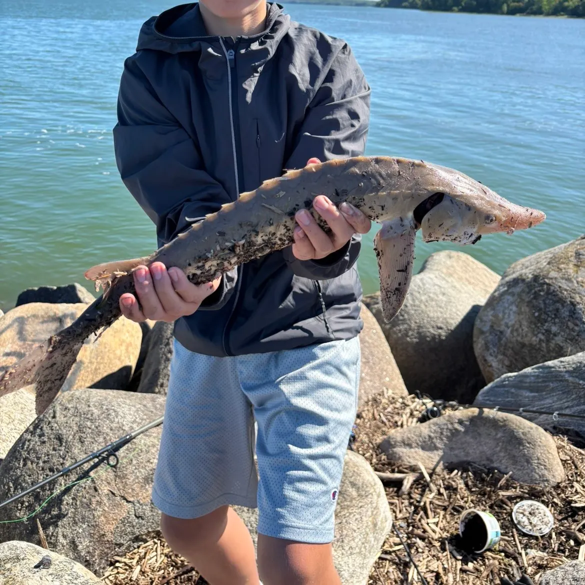 Lake sturgeon caught on Fishbrain