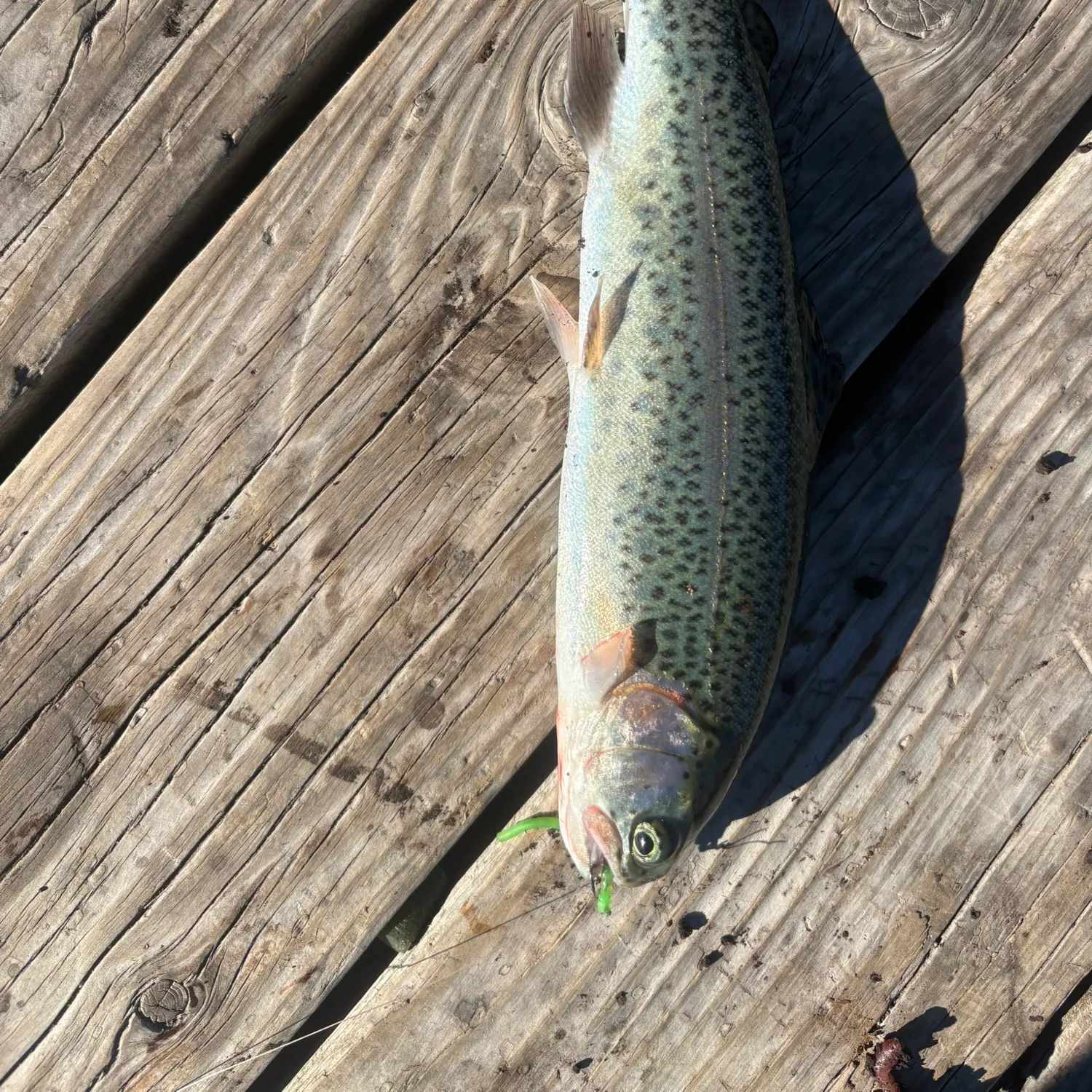 Rainbow trout caught on Fishbrain