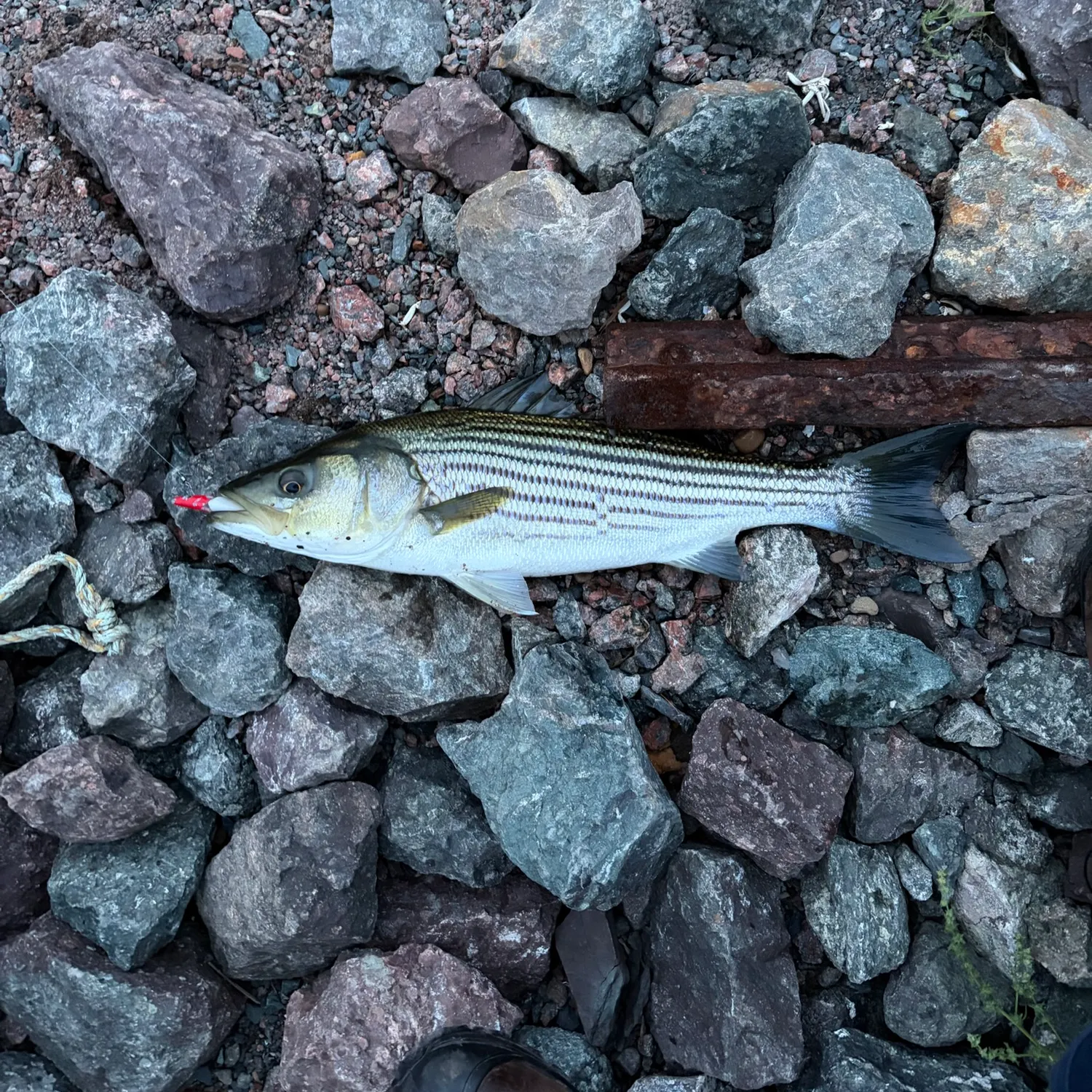Striped bass caught on Fishbrain
