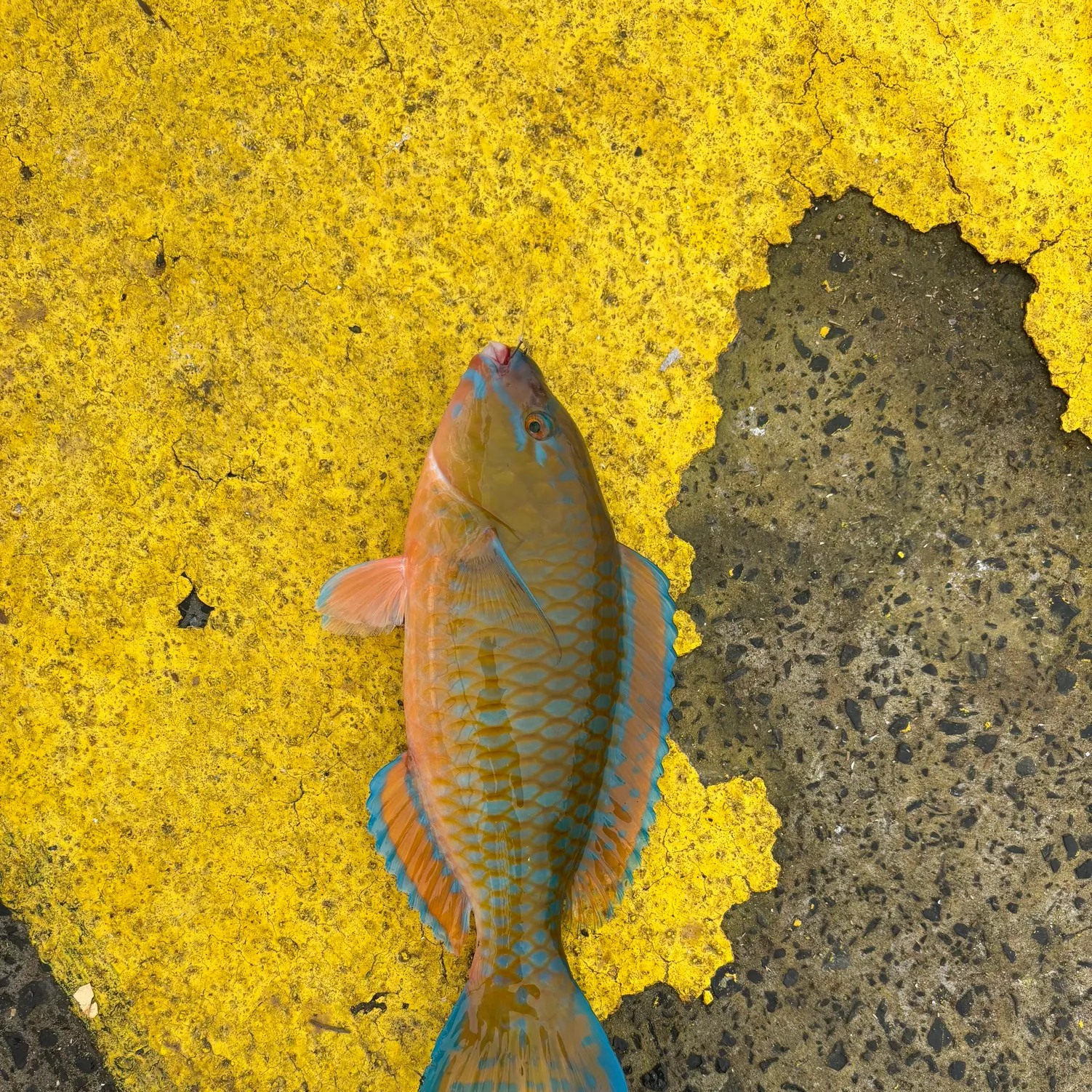 The most recent Queen parrotfish catches on Fishbrain