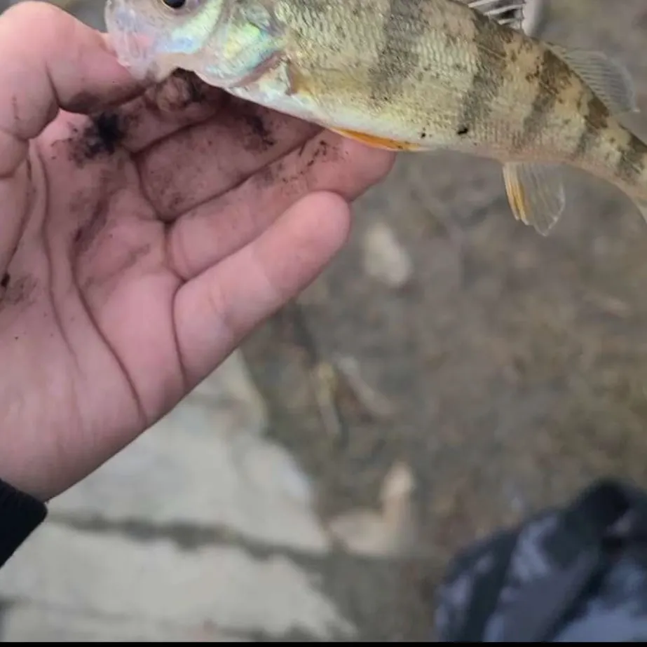 The most recent Yellow perch catches on Fishbrain