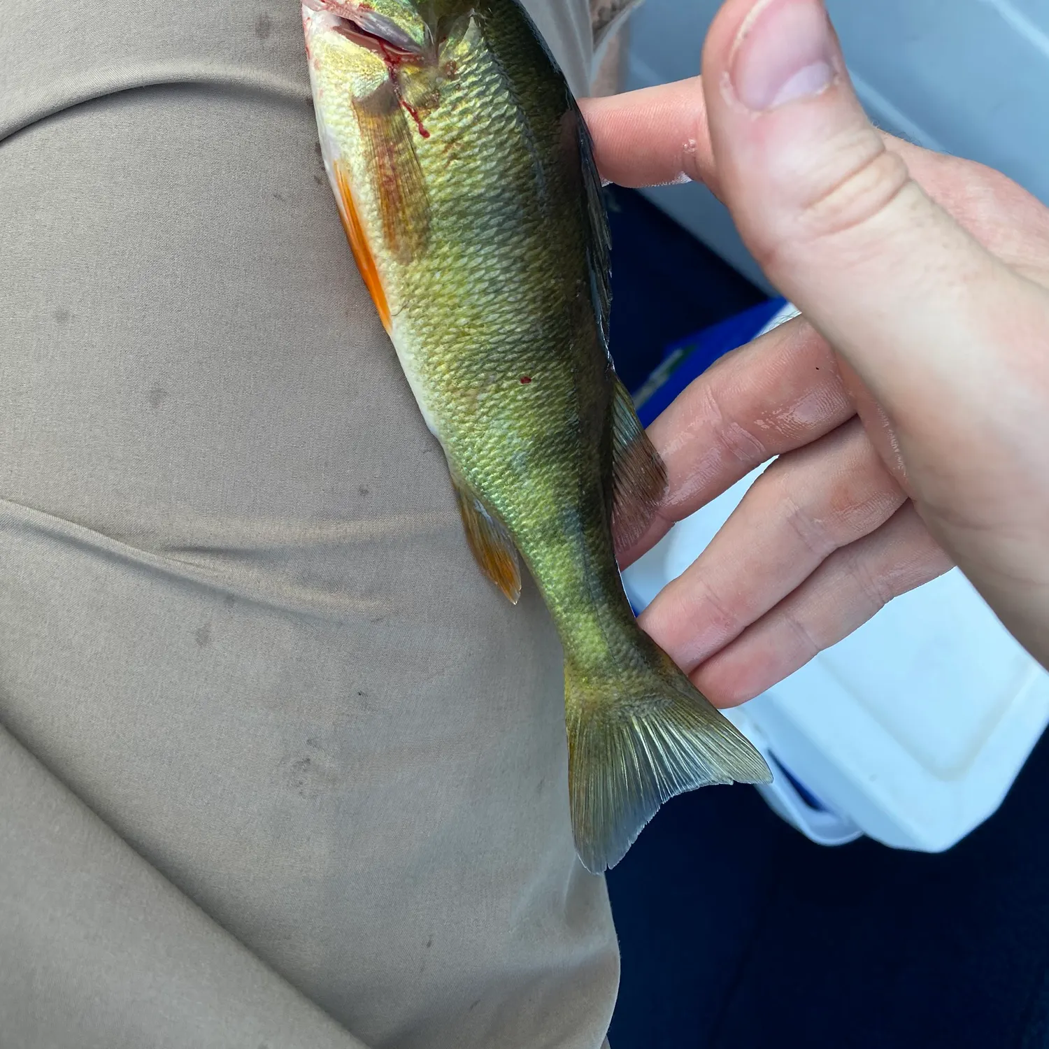 Yellow perch caught on Fishbrain