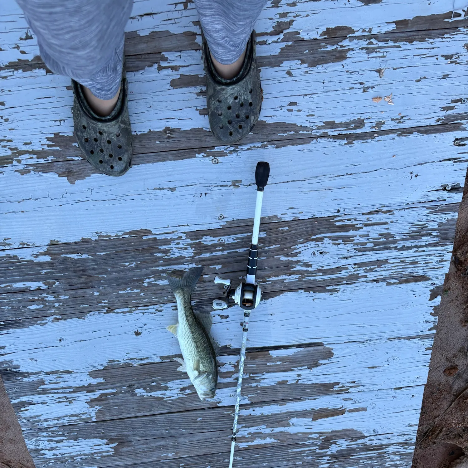 Fish caught on Fishbrain