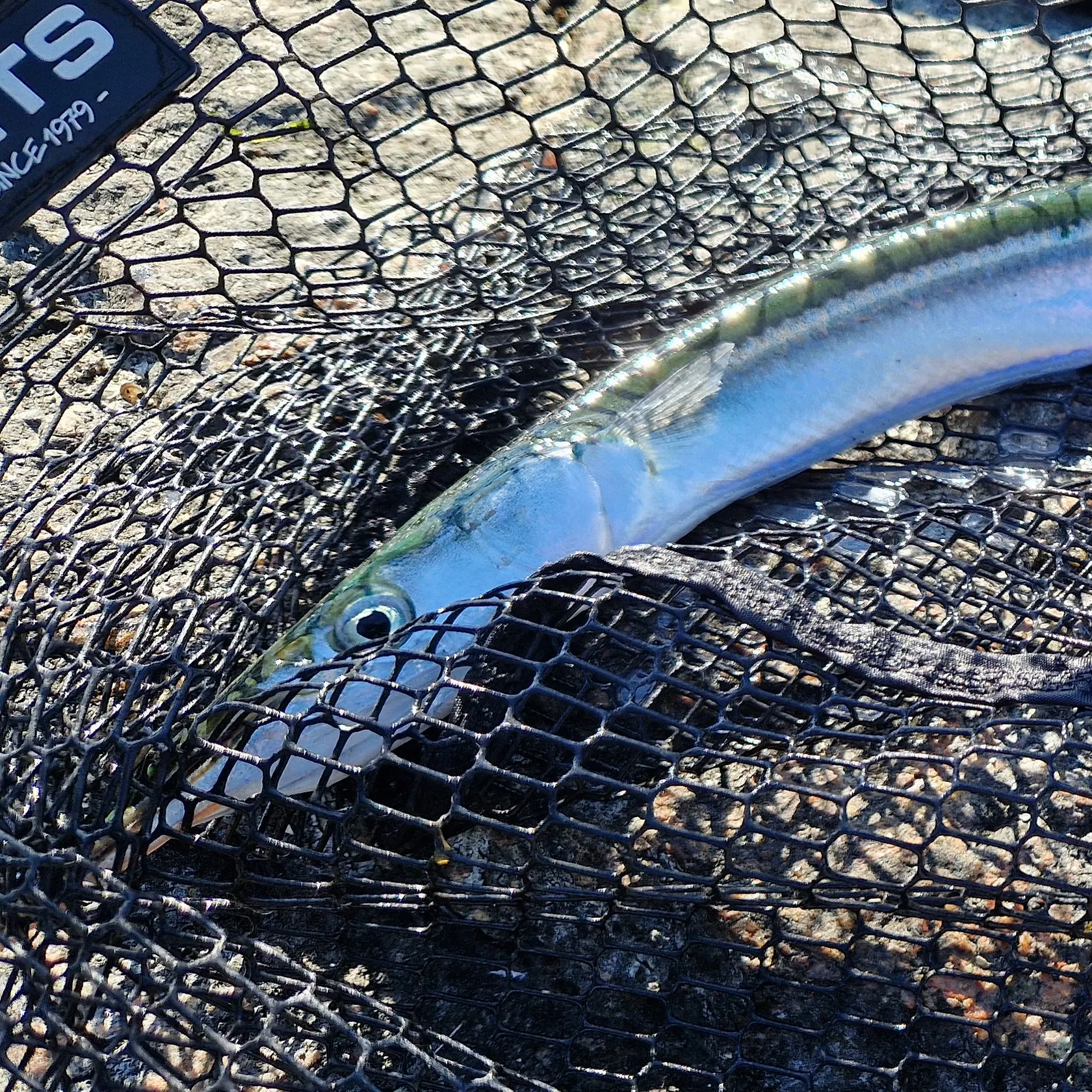 The most recent European garfish catches on Fishbrain