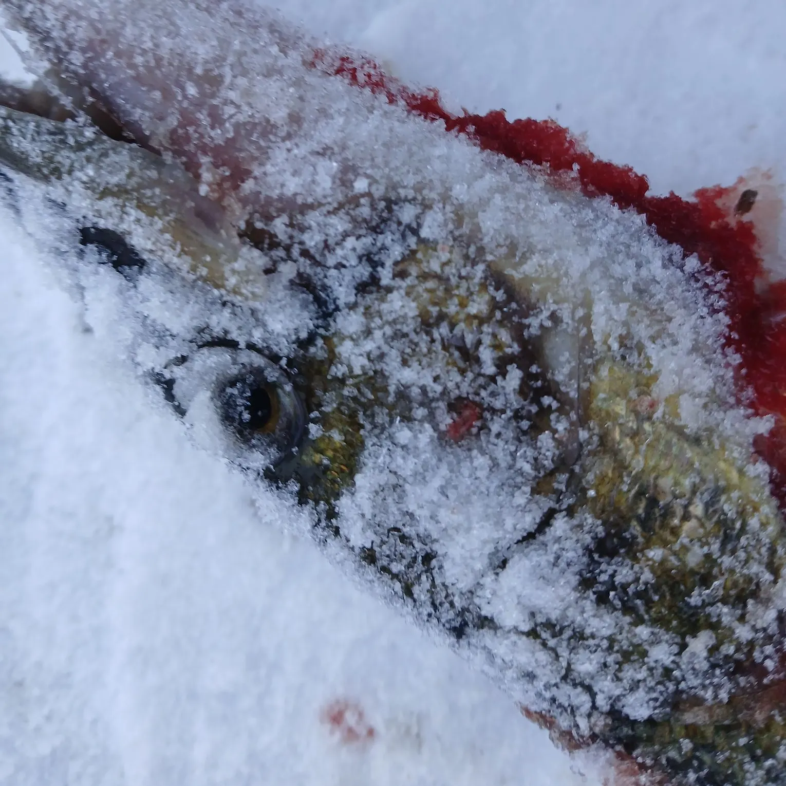 The most recent Bull shark catches on Fishbrain