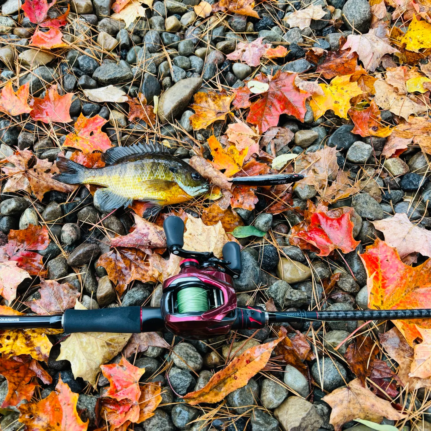 Bluegill caught on Fishbrain