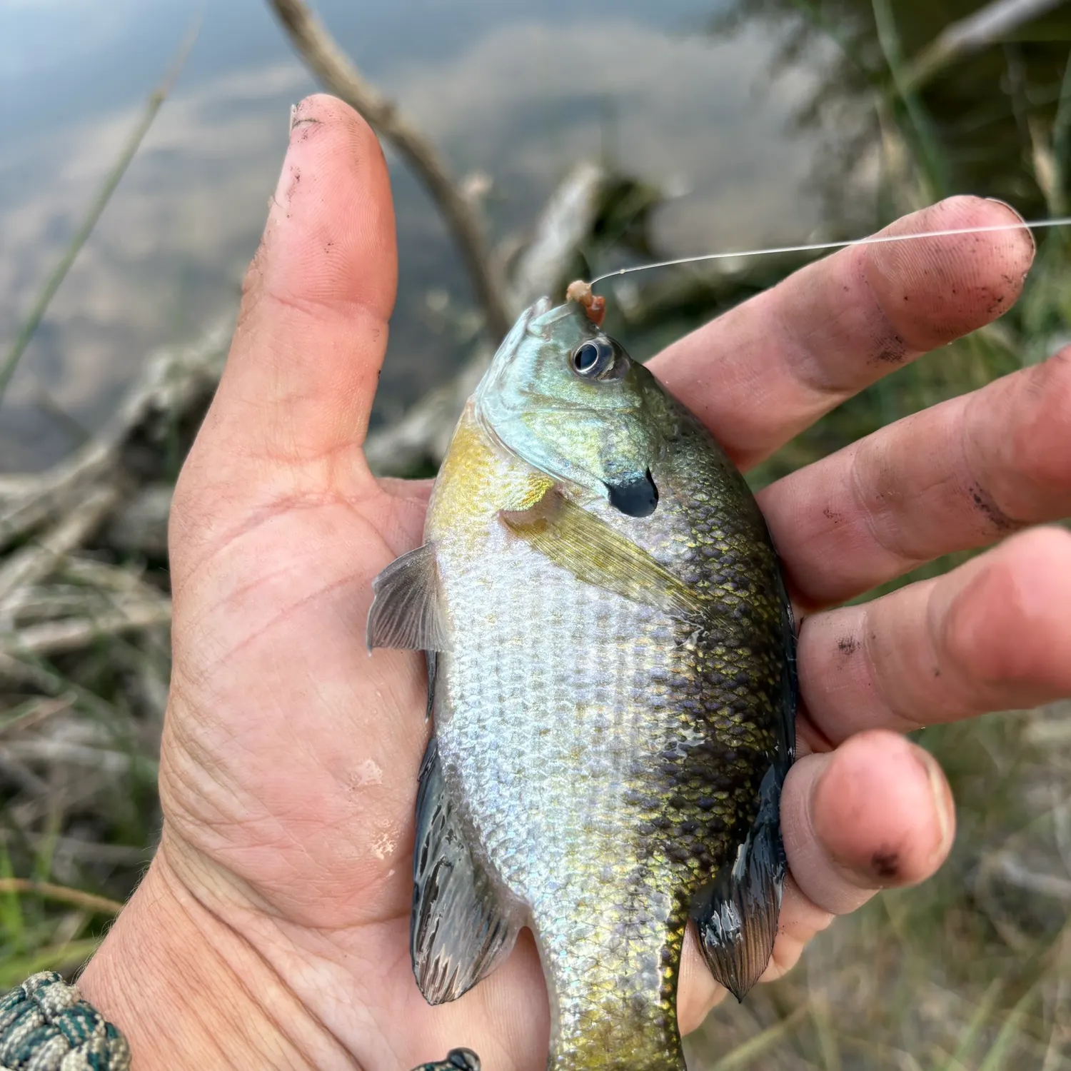 Bluegill caught on Fishbrain