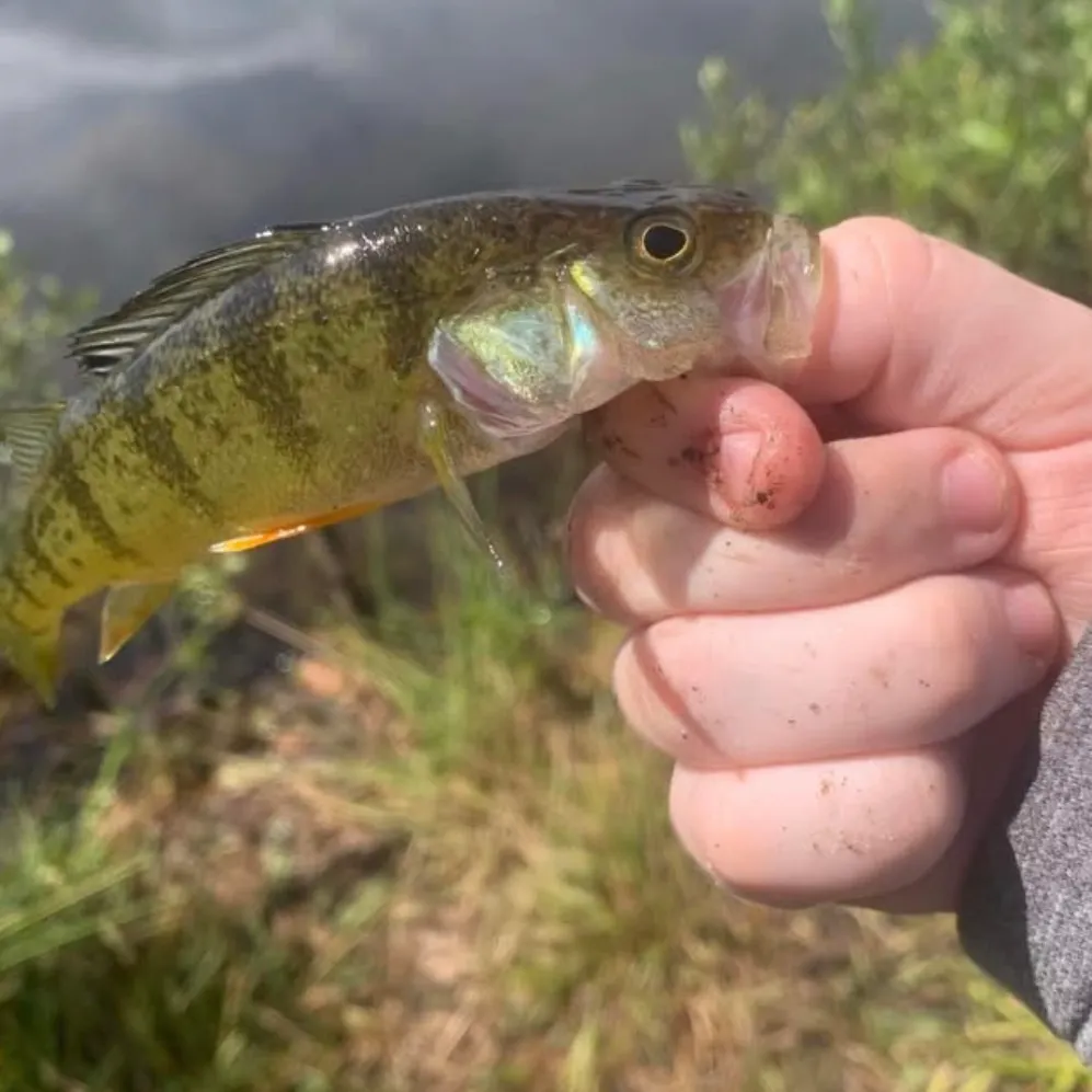 The most recent Yellow perch catches on Fishbrain
