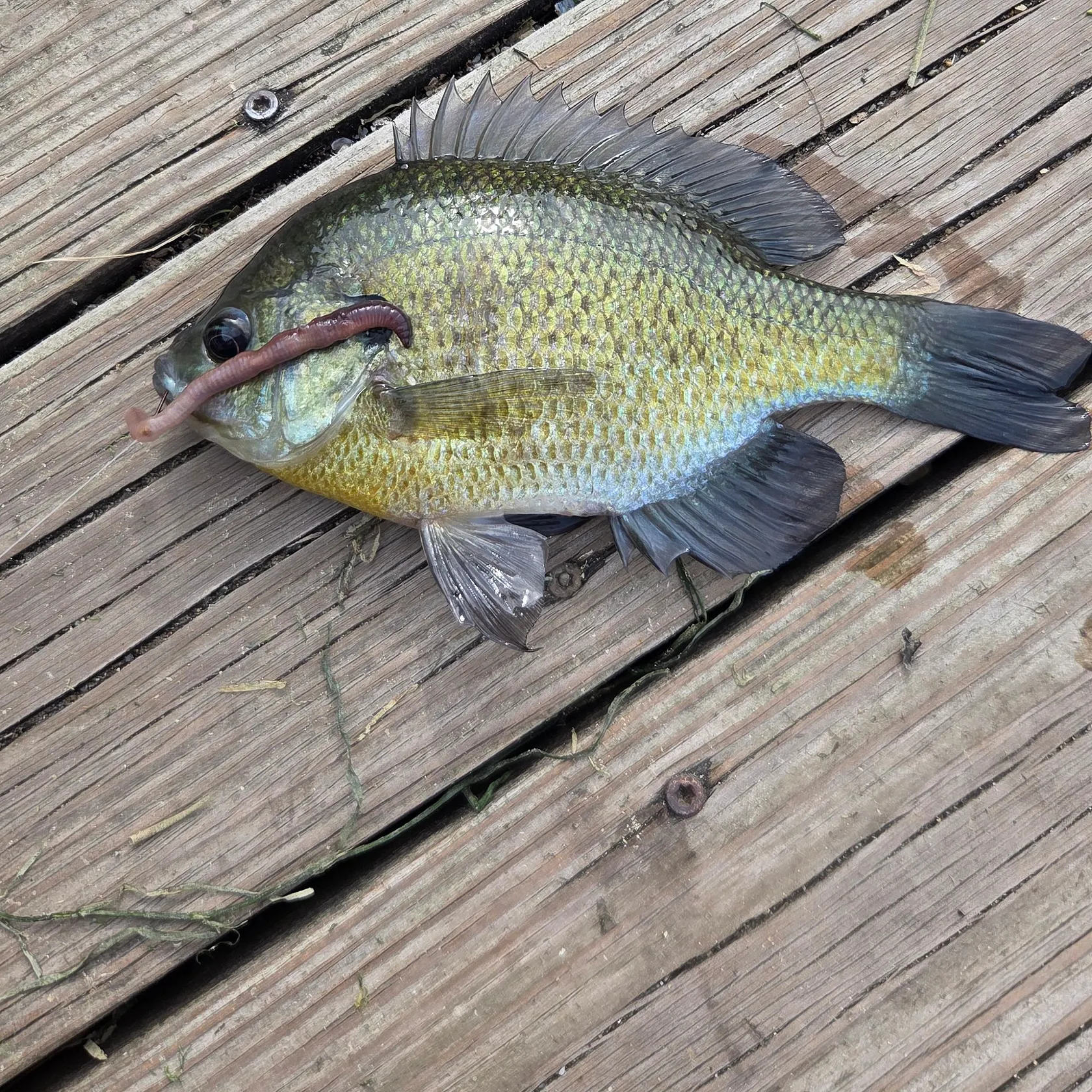 Bluegill caught on Fishbrain