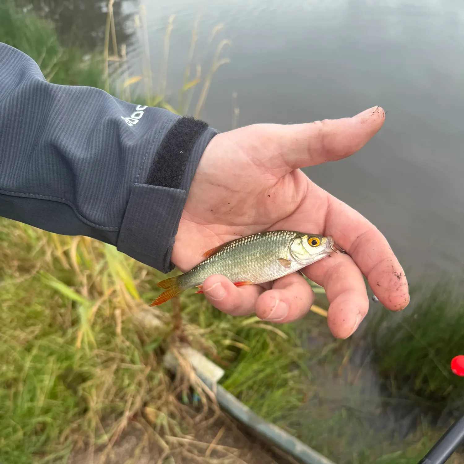 Common roach caught on Fishbrain