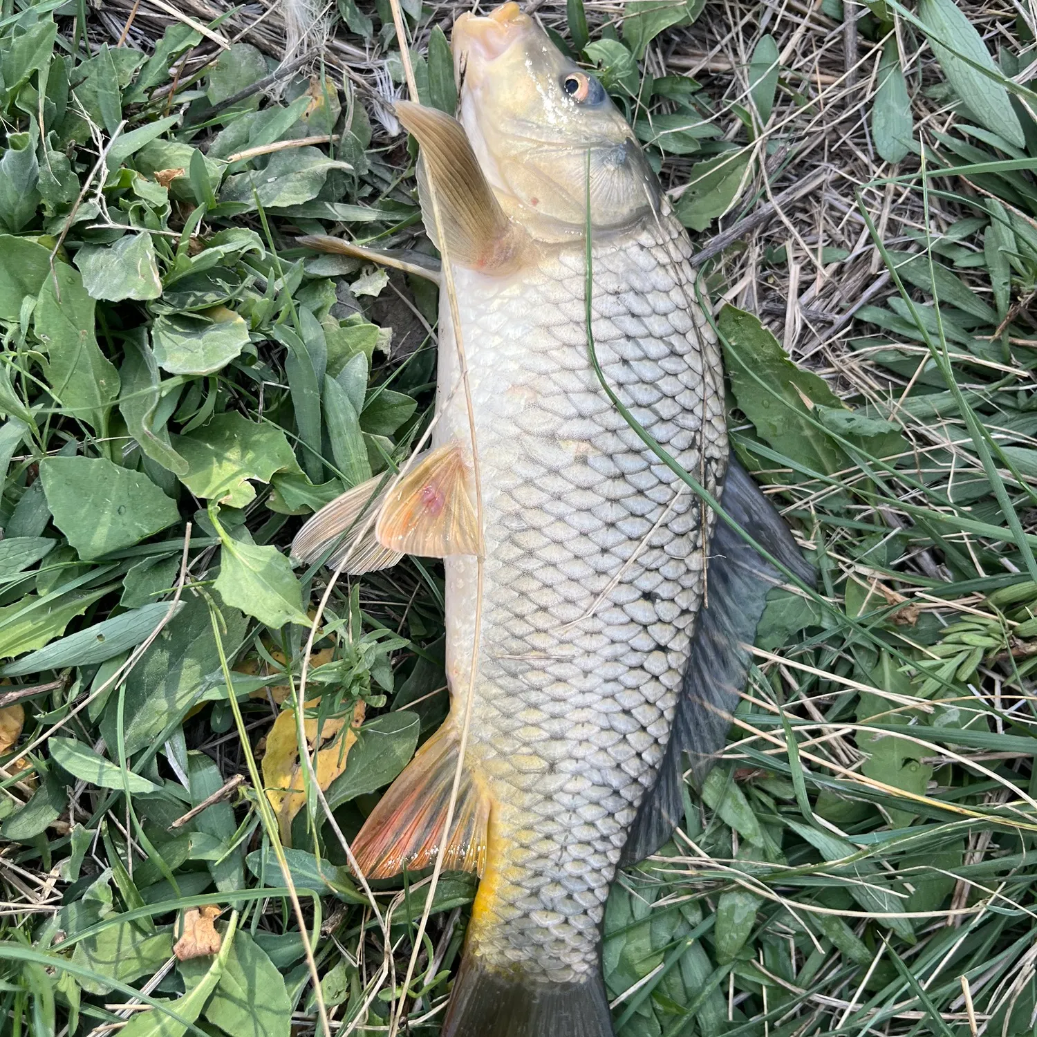 Common carp caught on Fishbrain