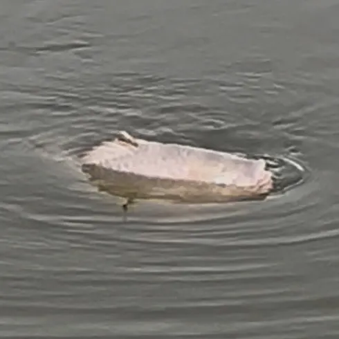 The most recent Nile tilapia catches on Fishbrain