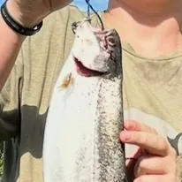 Rainbow trout caught on Fishbrain