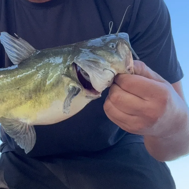 Channel catfish caught on Fishbrain