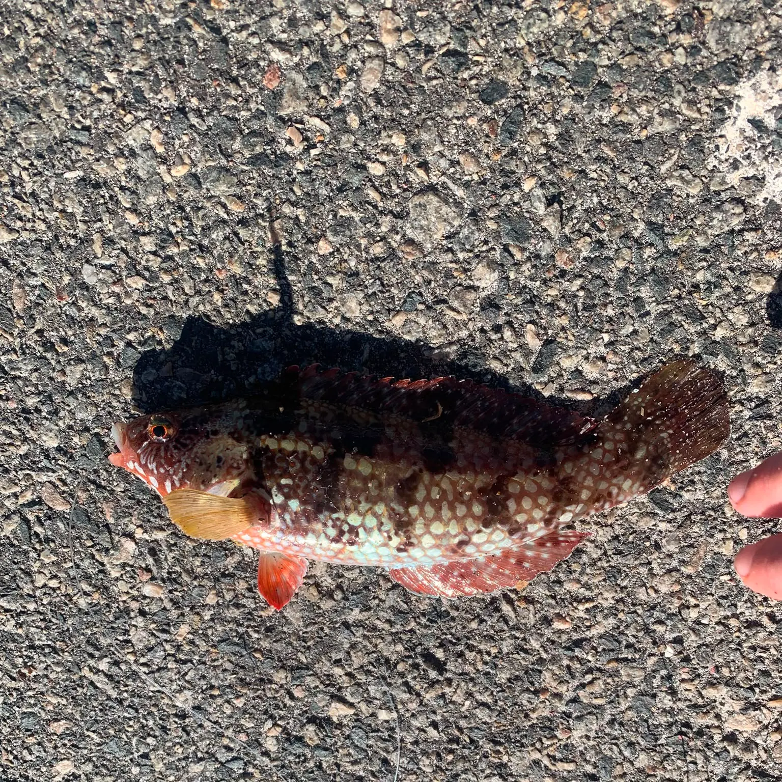 recently logged catches