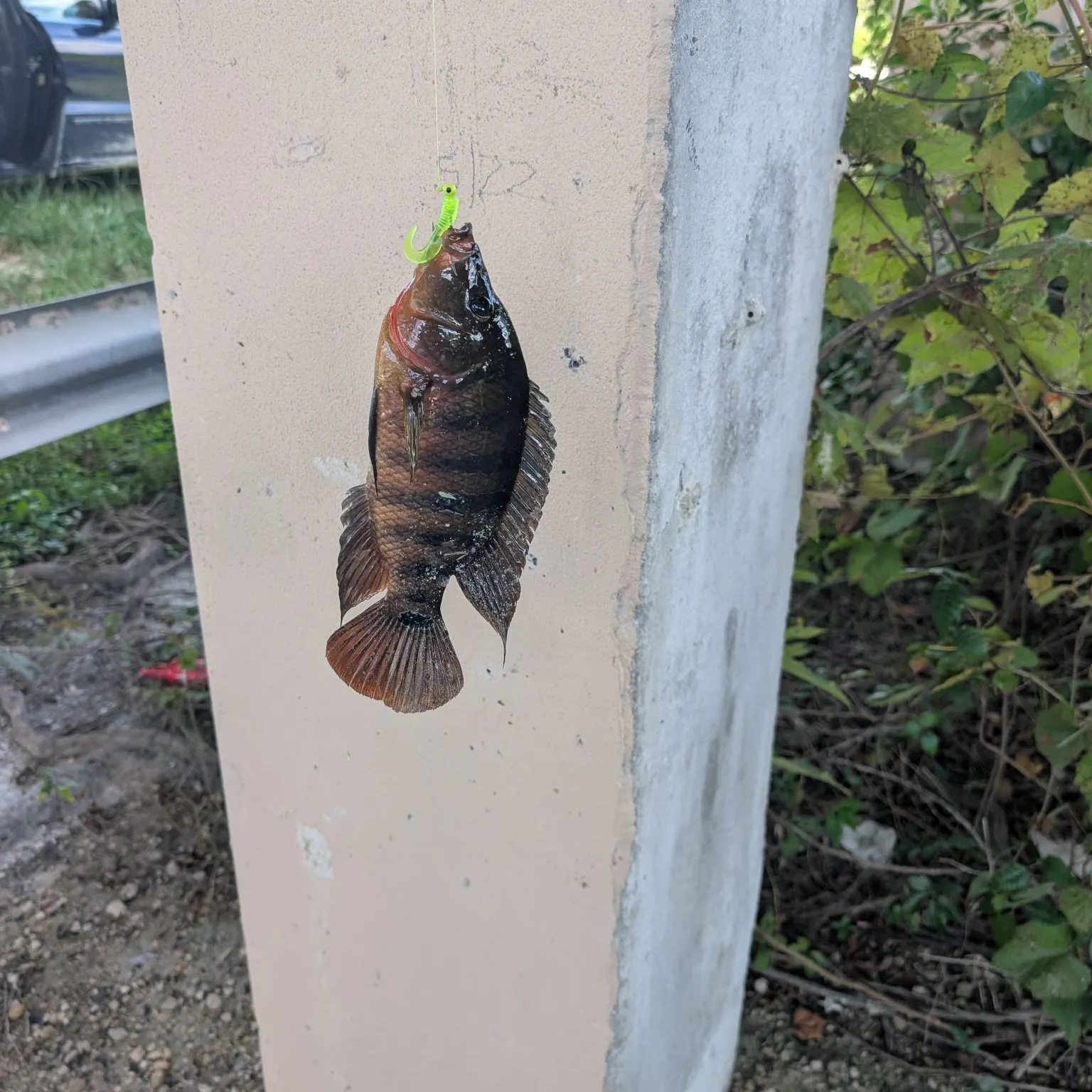 Mayan cichlid caught on Fishbrain
