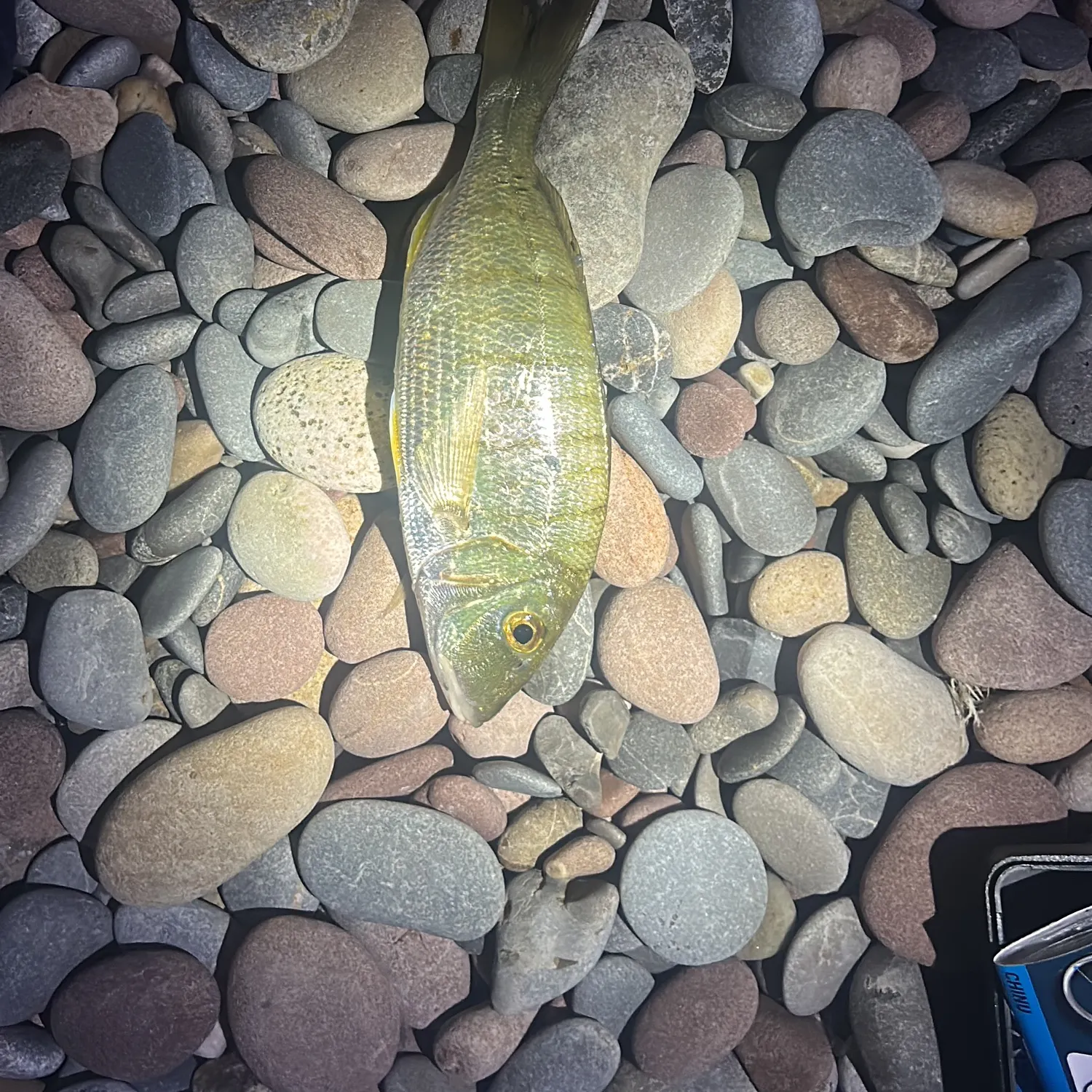 The most recent Striped seabream catches on Fishbrain