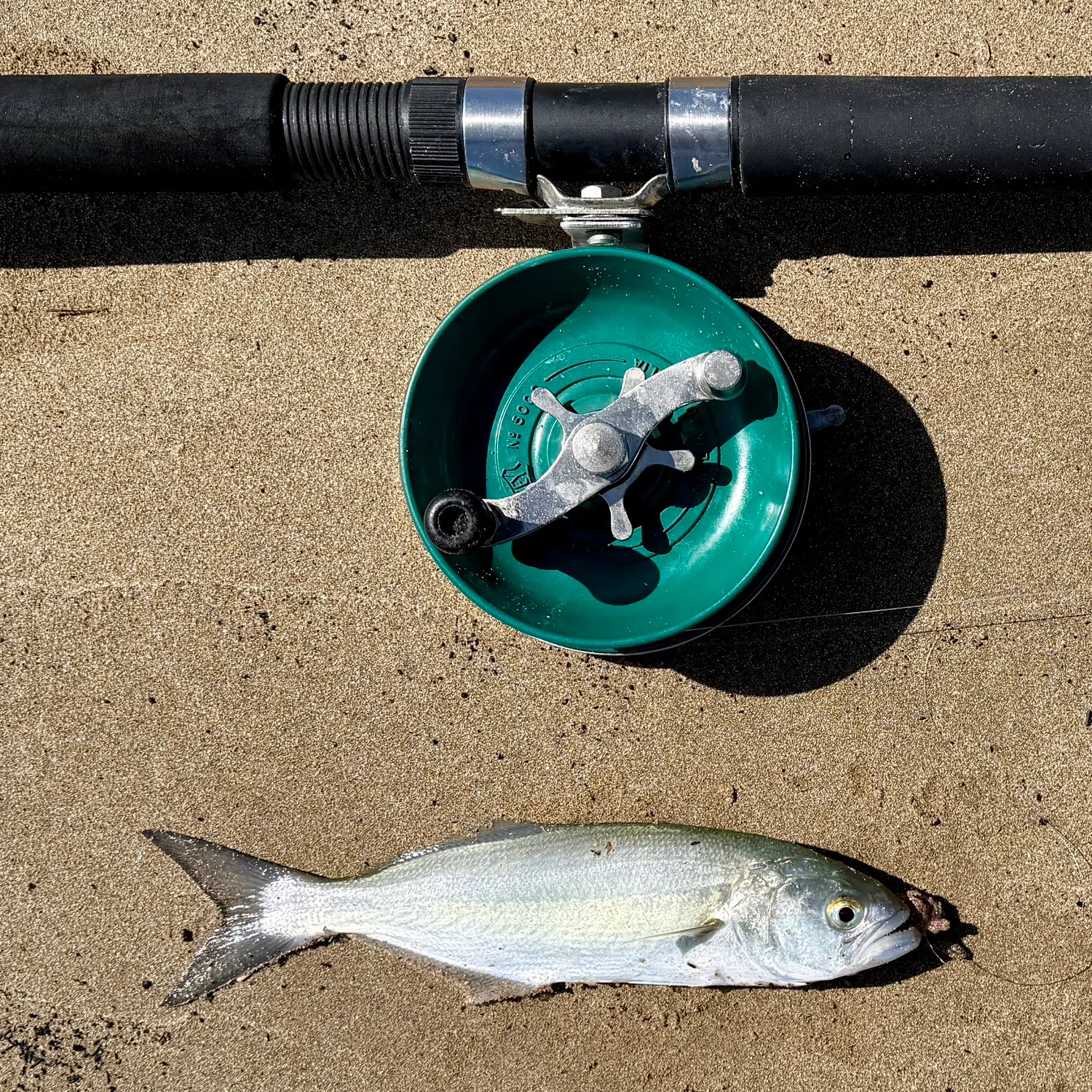 Bluefish caught on Fishbrain