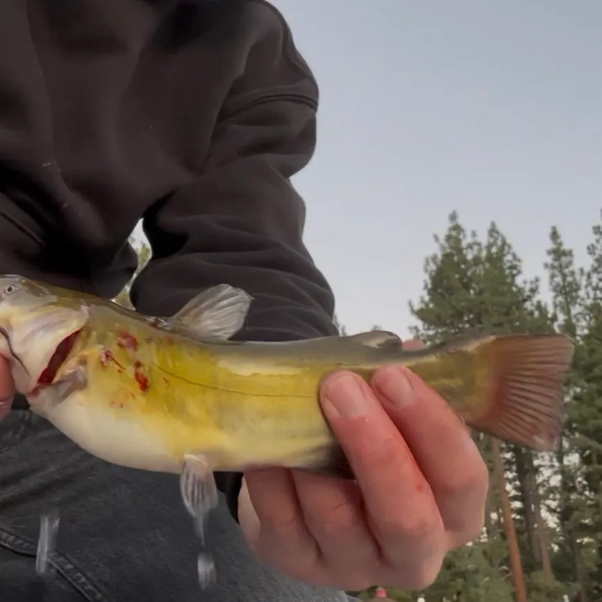 Yellow bullhead caught on Fishbrain
