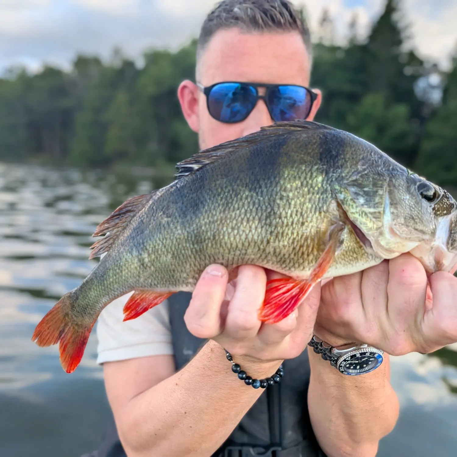 European perch caught on Fishbrain