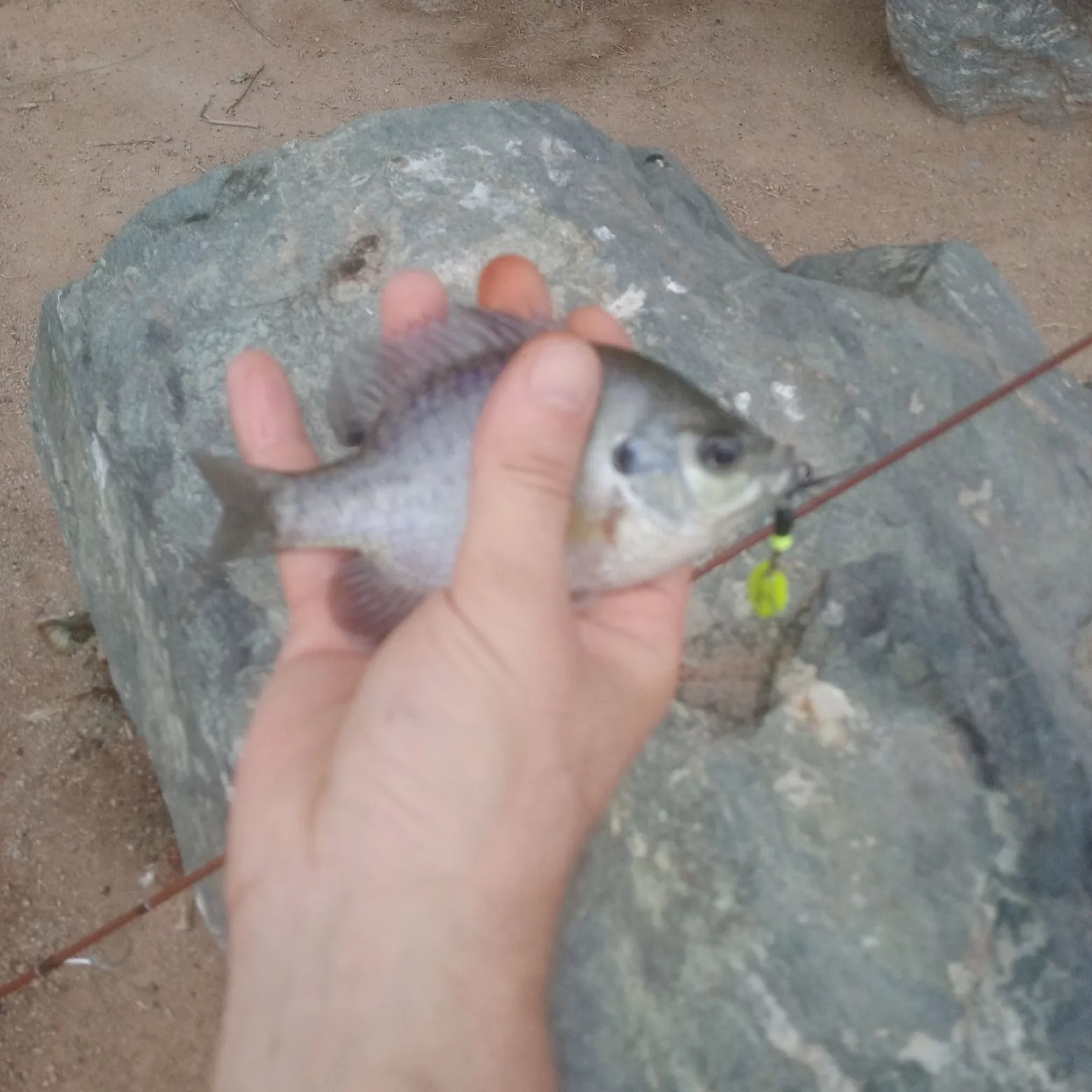 Bluegill caught on Fishbrain