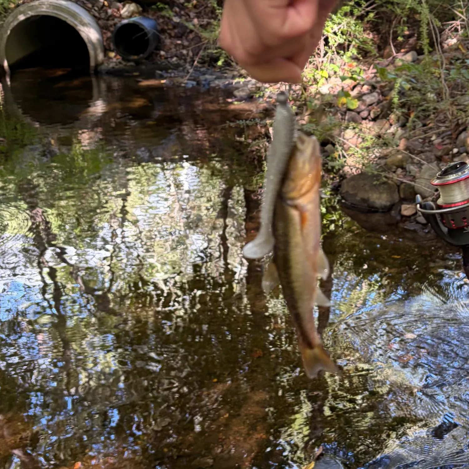 Creek chub caught on Fishbrain