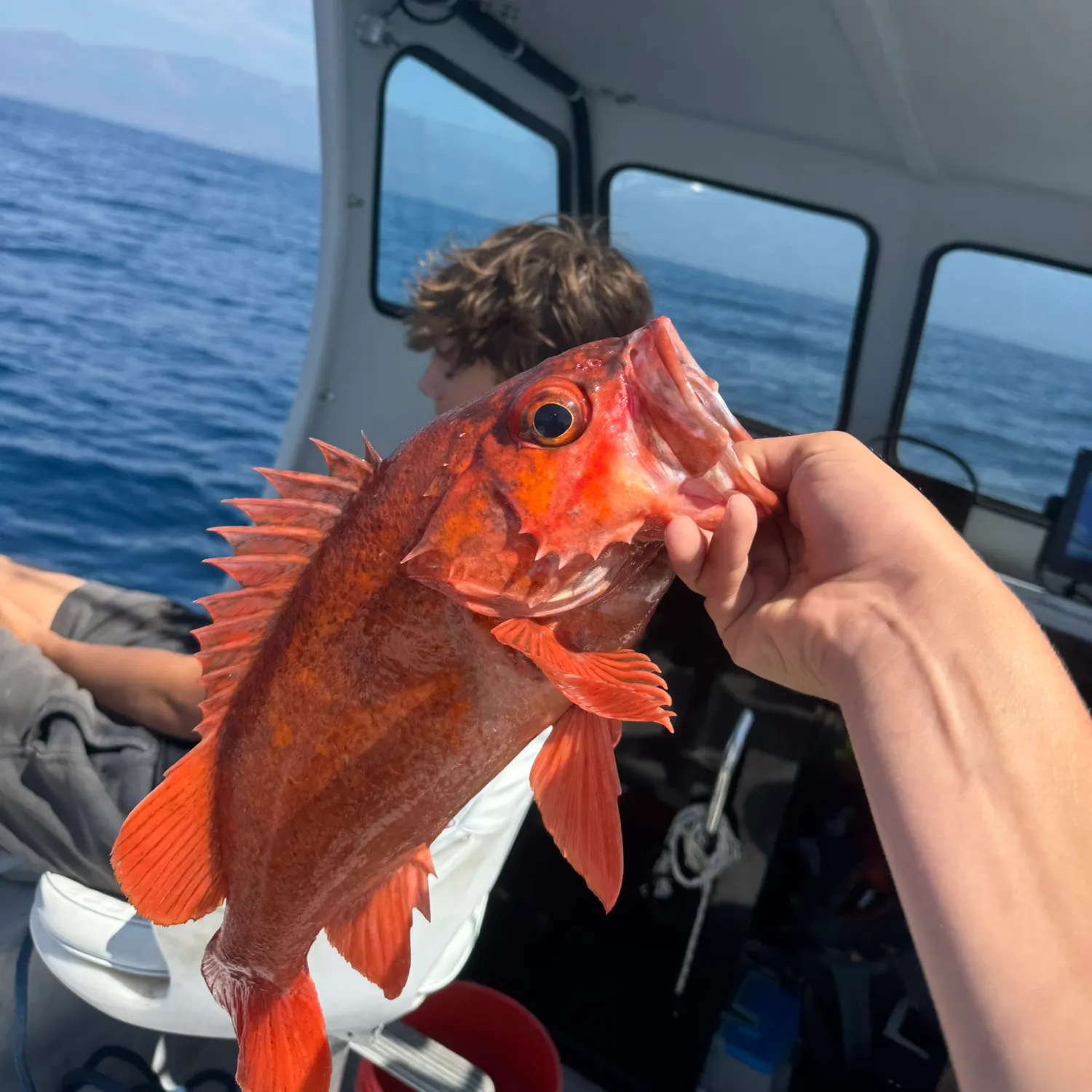 The most recent Vermilion rockfish catches on Fishbrain