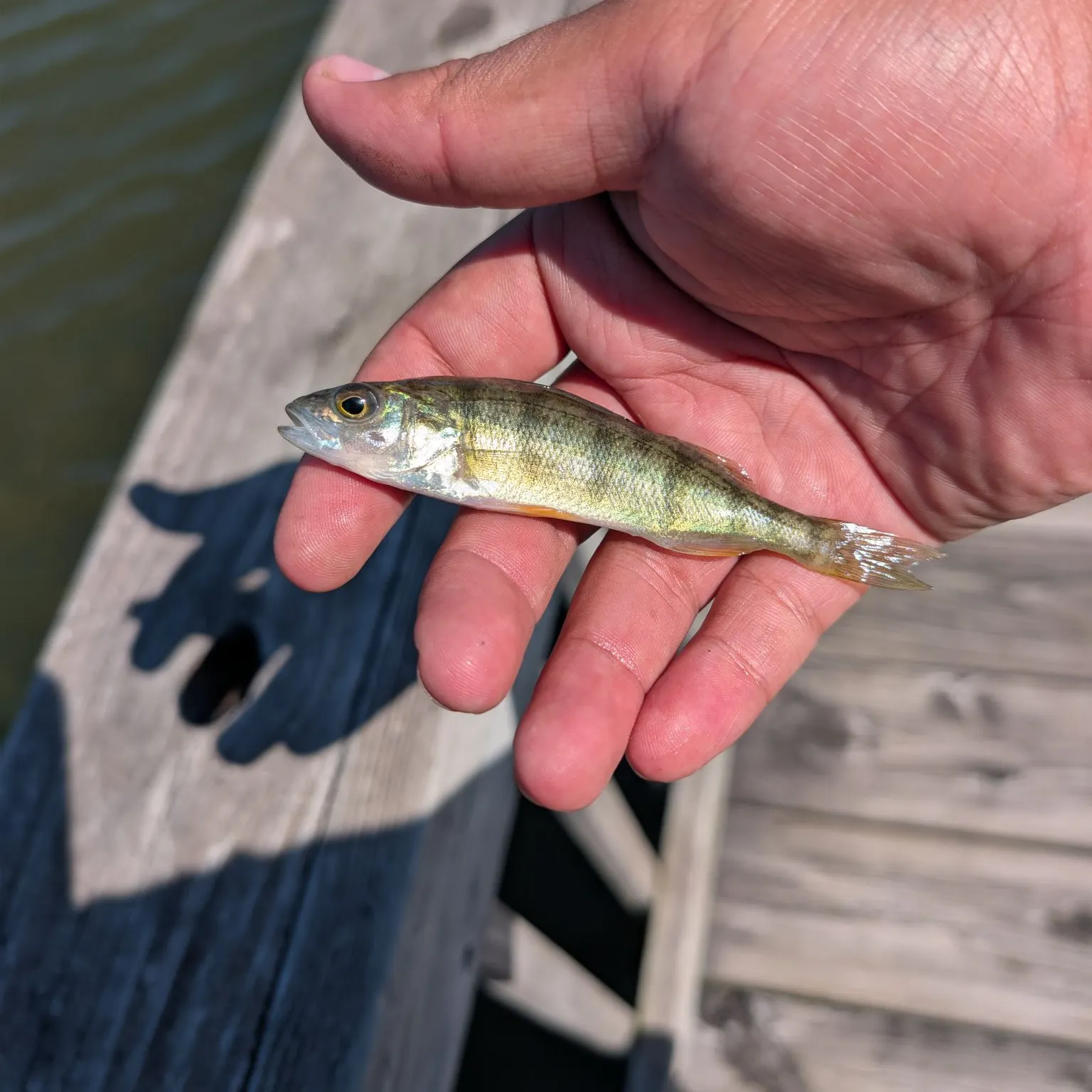 Yellow perch caught on Fishbrain