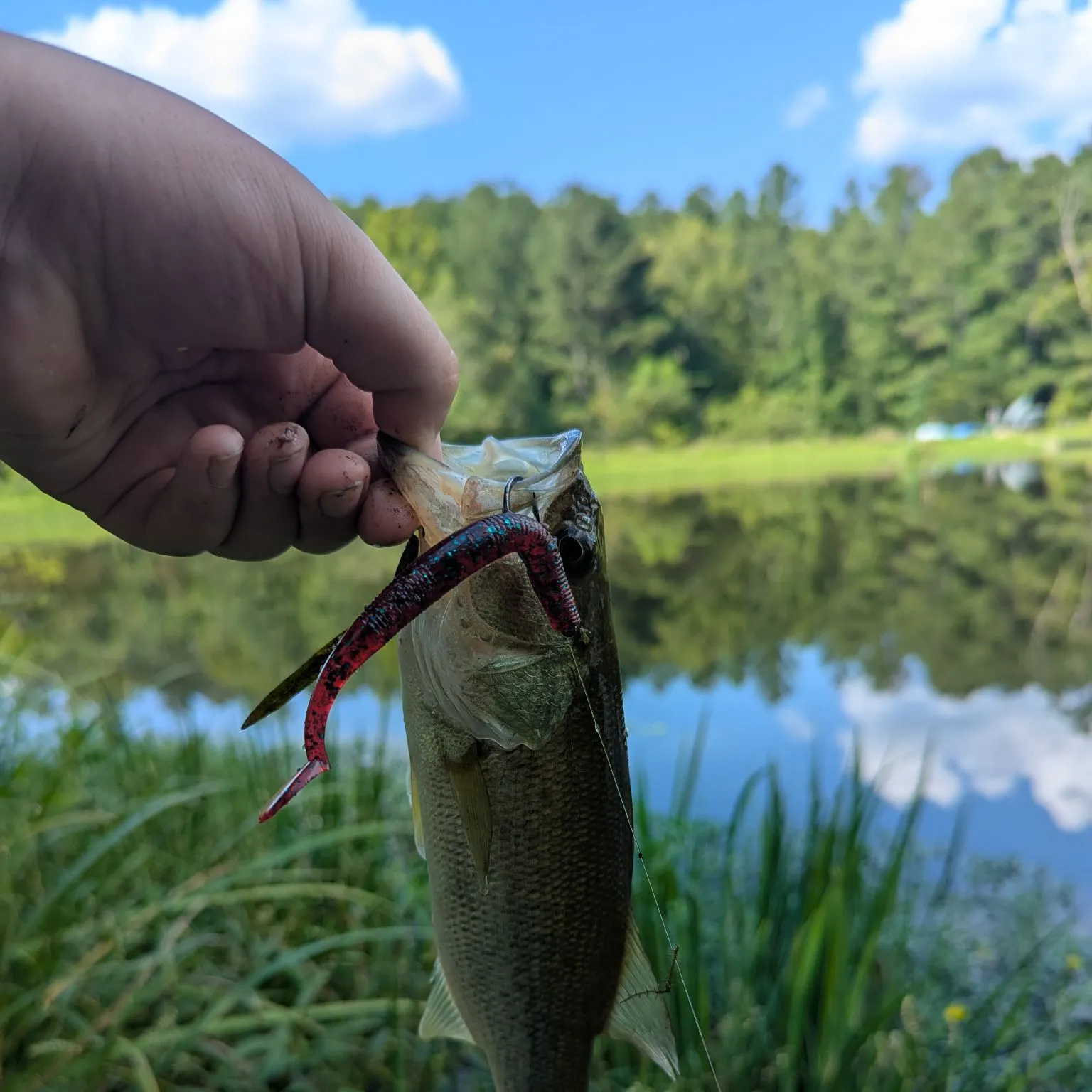 Largemouth bass caught on Fishbrain
