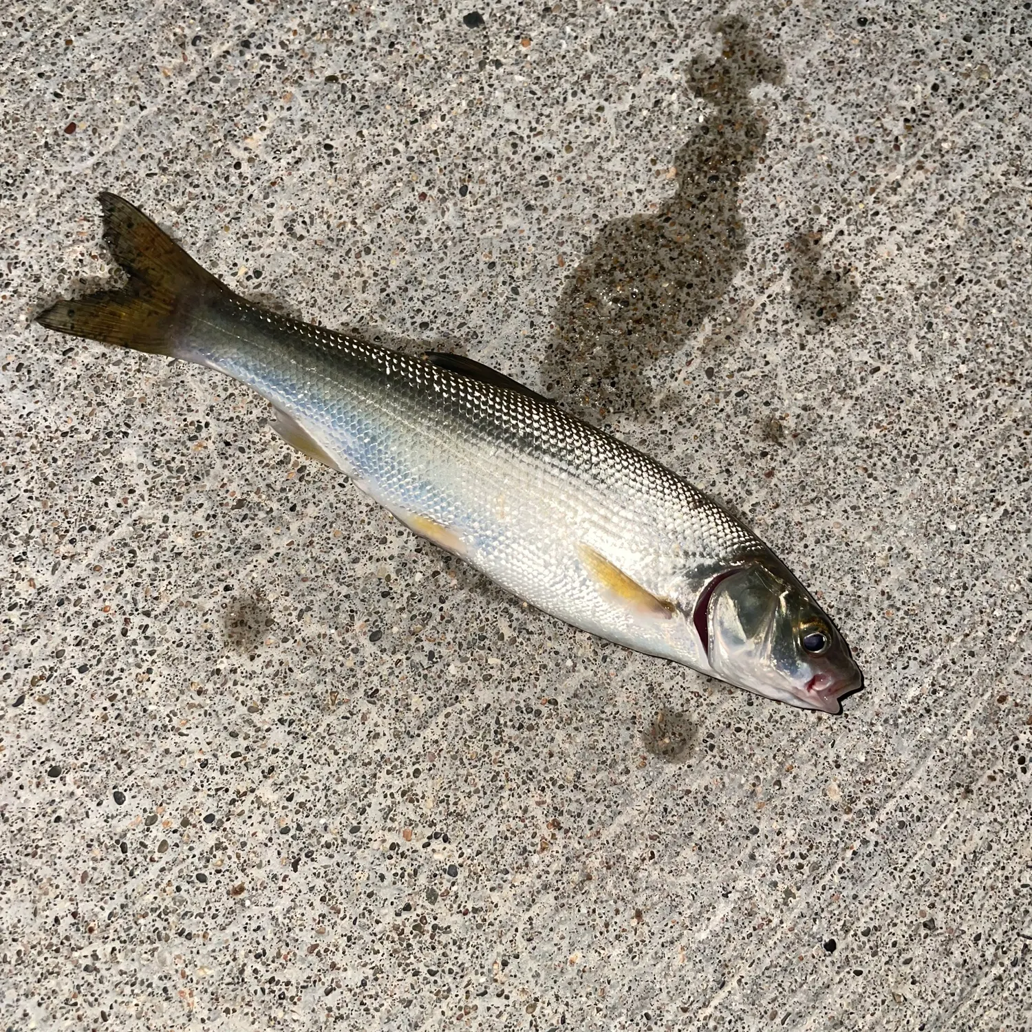 The most recent Big-scaled redfin catches on Fishbrain
