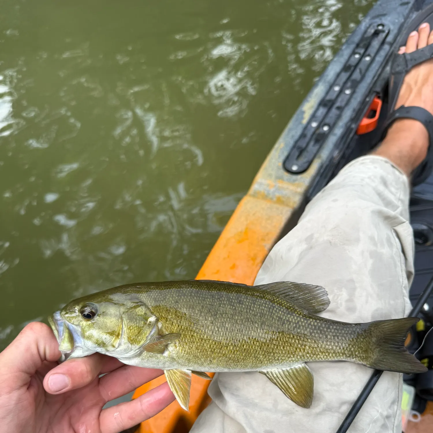 Smallmouth bass caught on Fishbrain