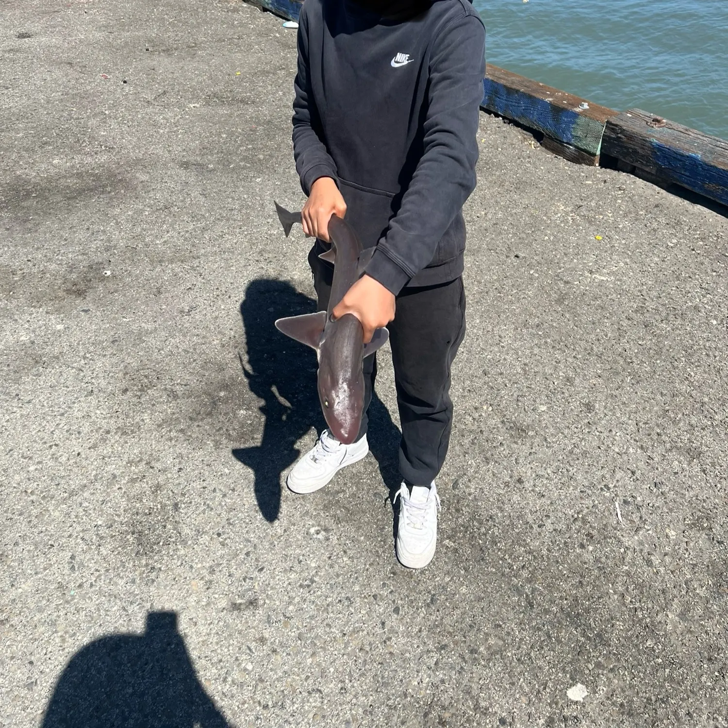 The most recent Brown smooth-hound catches on Fishbrain