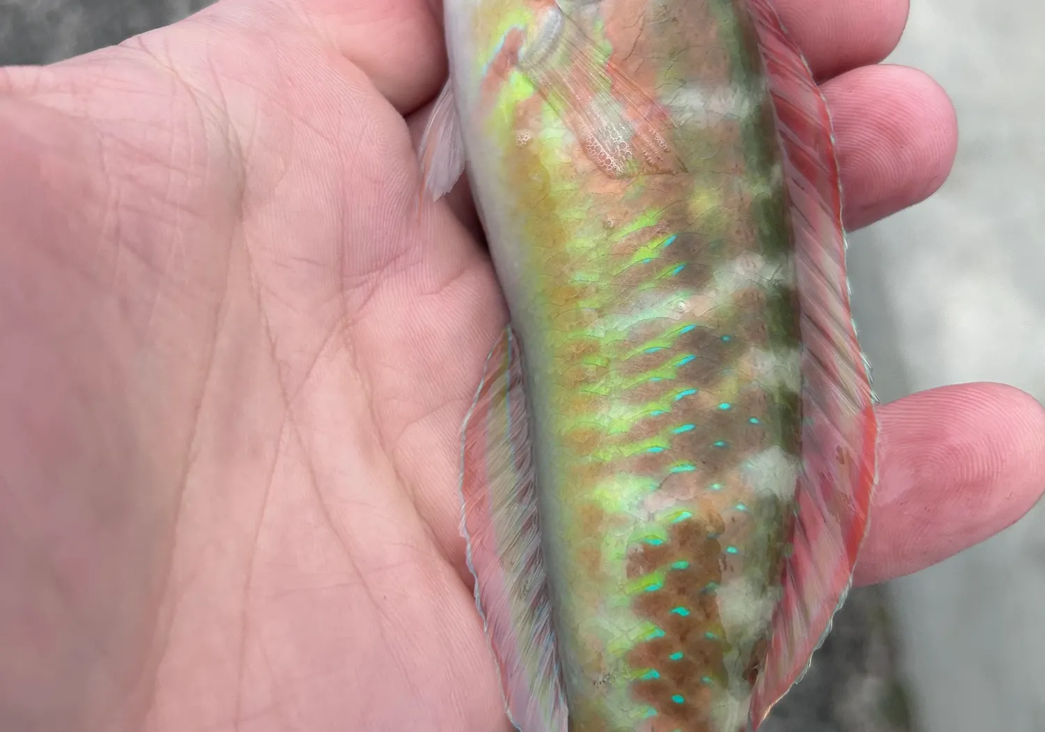 Blue-barred parrotfish