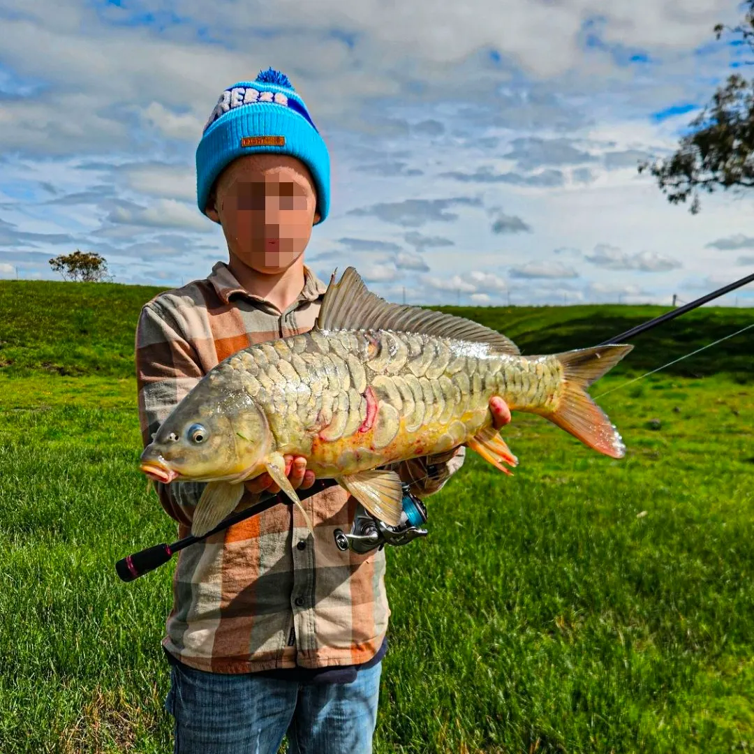 Mirror carp caught on Fishbrain