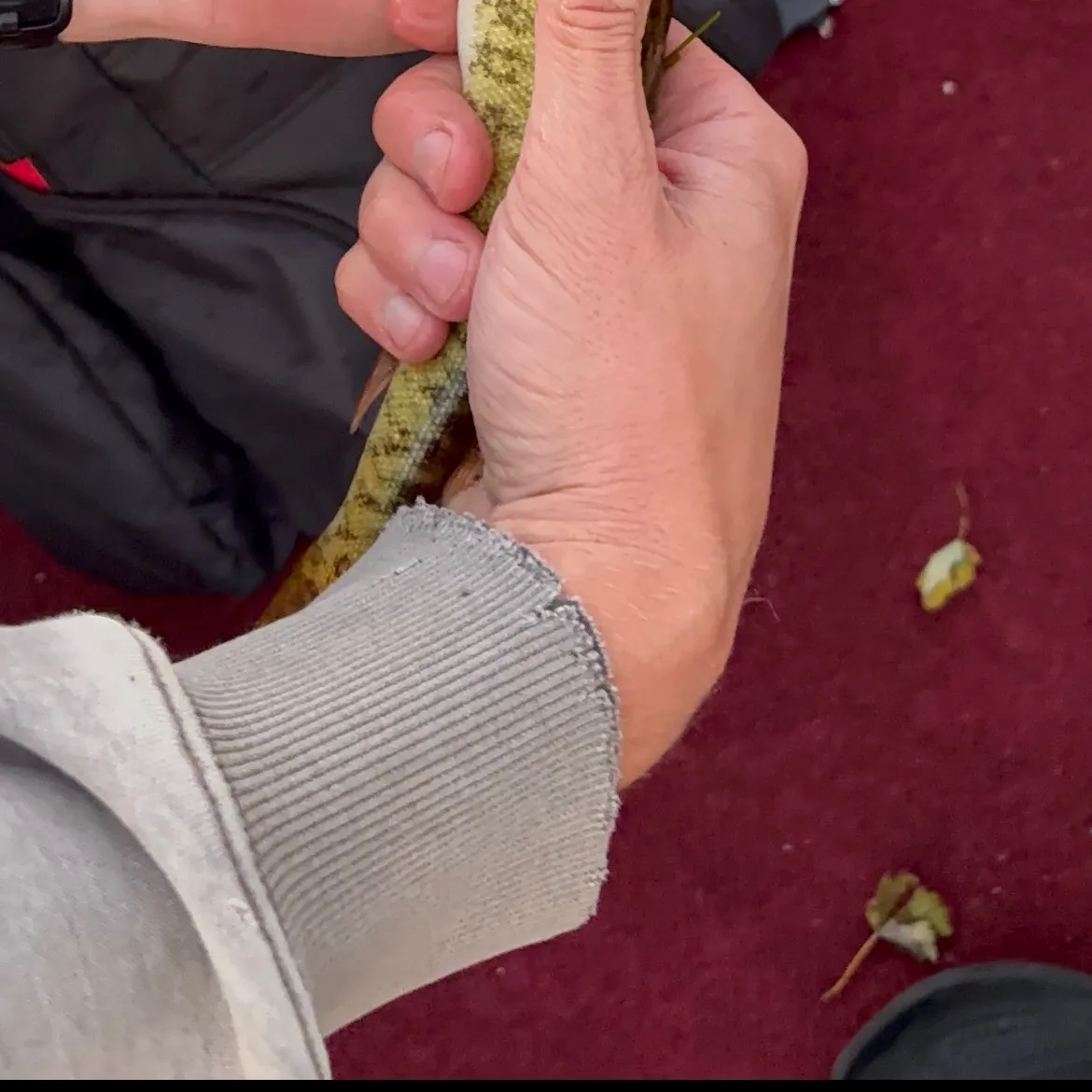 Grass pickerel caught on Fishbrain