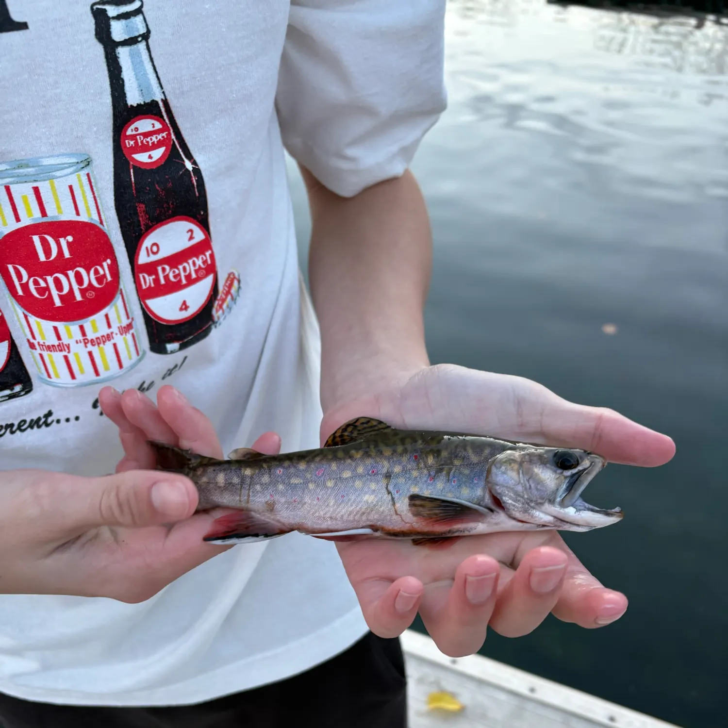 Brook trout caught on Fishbrain