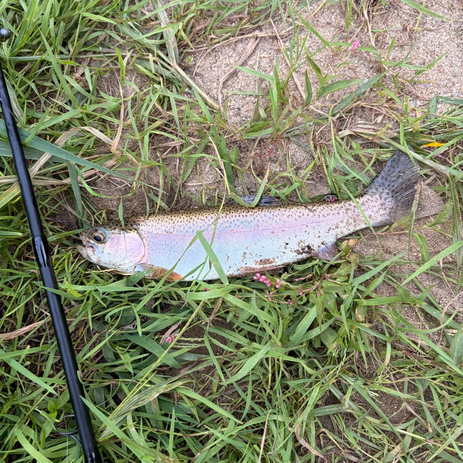 Rainbow trout caught on Fishbrain